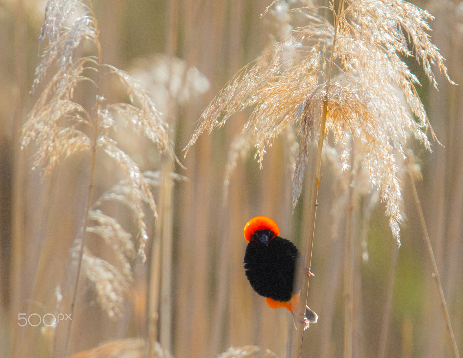 Canon EOS 7D Mark II + Canon EF 400mm F2.8L IS USM sample photo. Red bishop photography