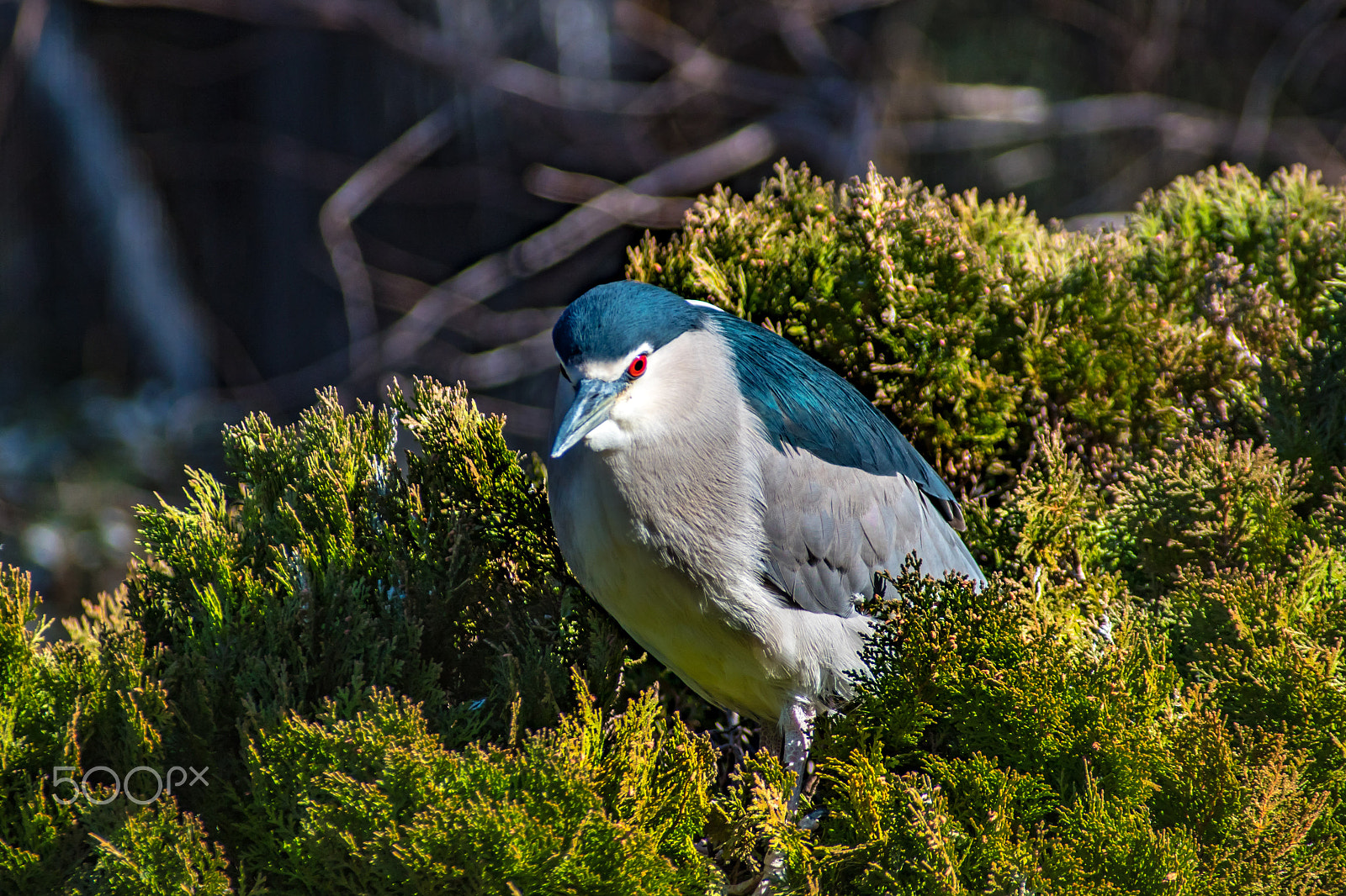 Pentax K-S2 sample photo. Black-crowned night heron photography