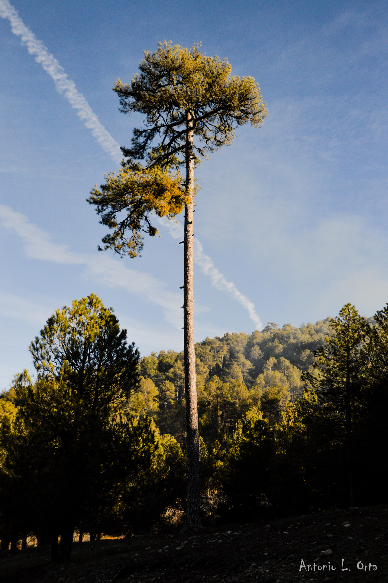 Nikon D3200 sample photo. Entre gigantes photography