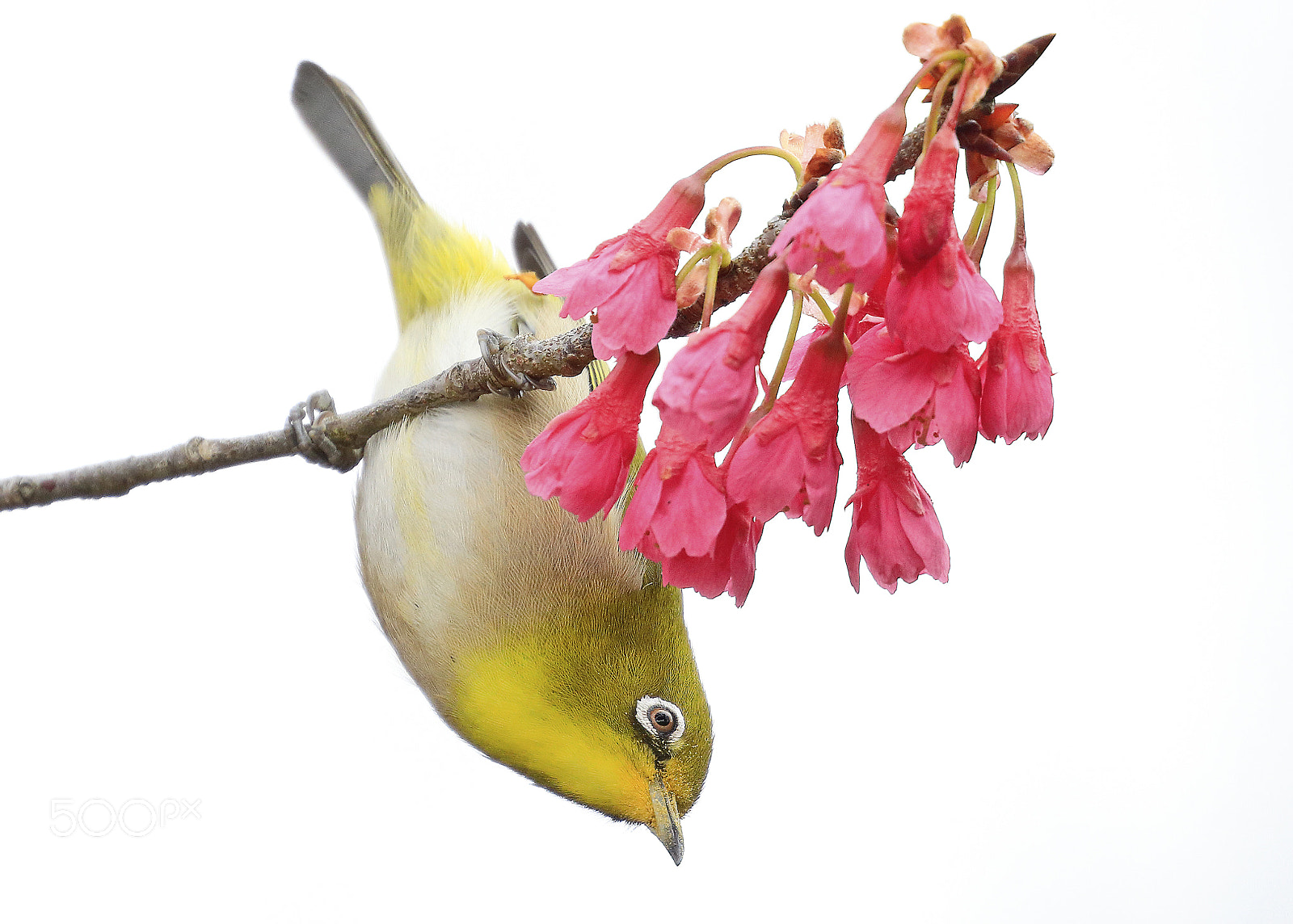 Canon EF 100-400mm F4.5-5.6L IS II USM sample photo. Japanese white-eye photography
