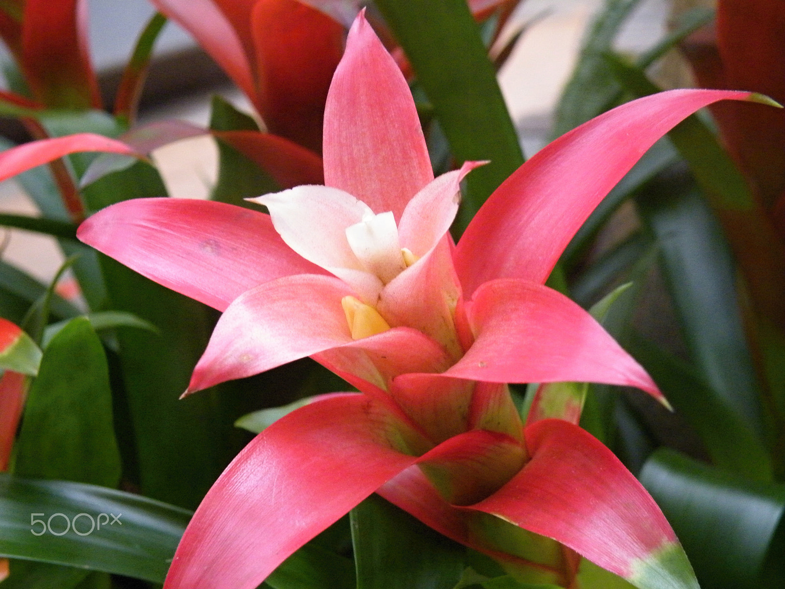 Fujifilm FinePix S8100fd sample photo. Guzmania photography