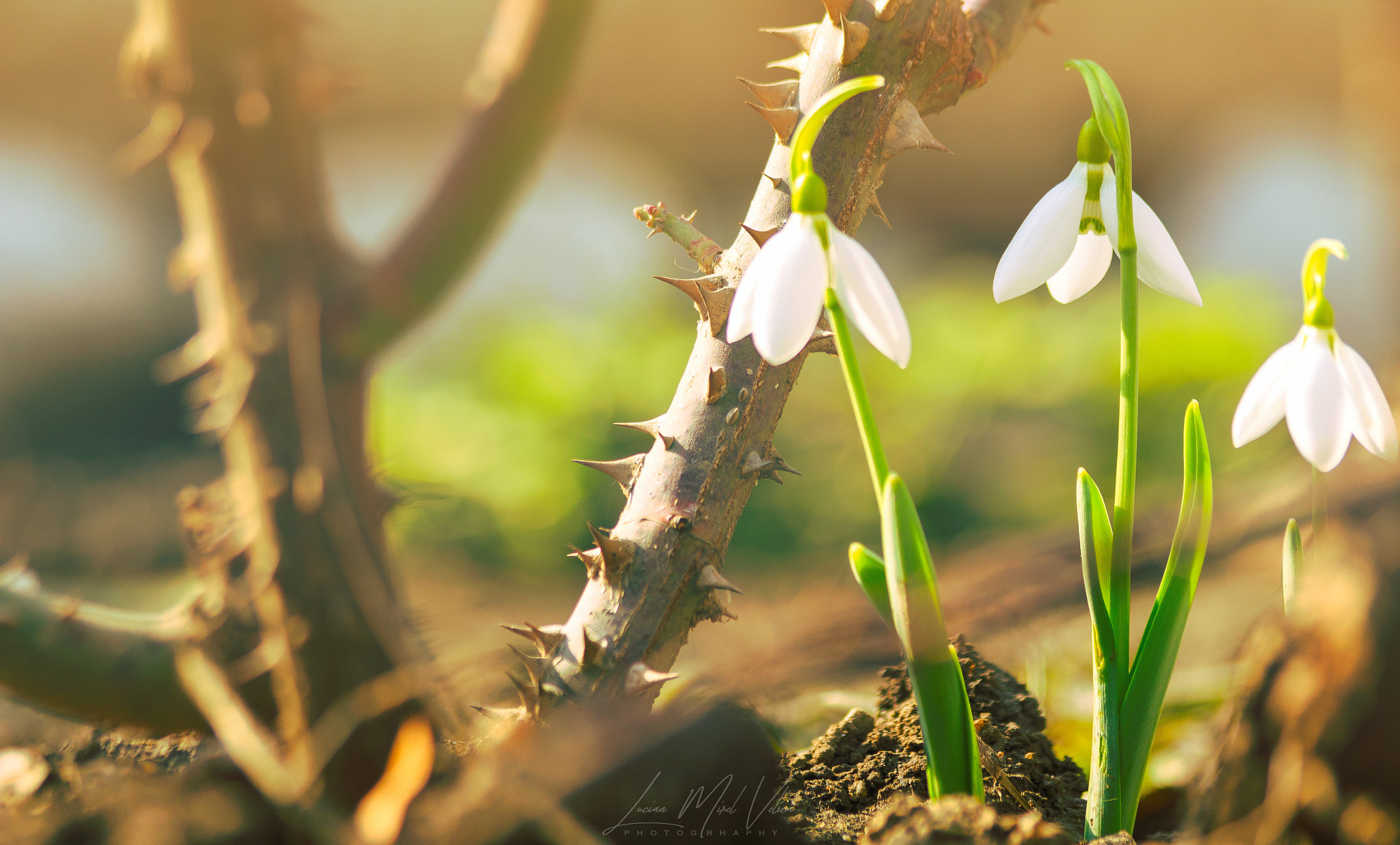 Canon EF 70-300mm F4-5.6 IS USM sample photo. No matter how long the winter is, spring follows photography