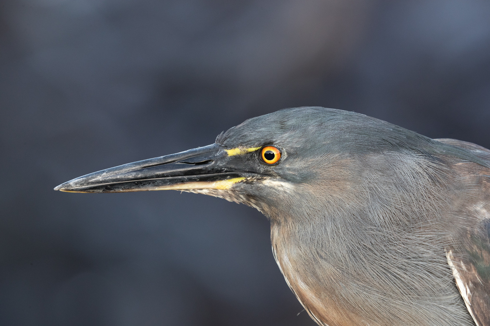 Canon EOS-1D X Mark II sample photo. Lava heron photography