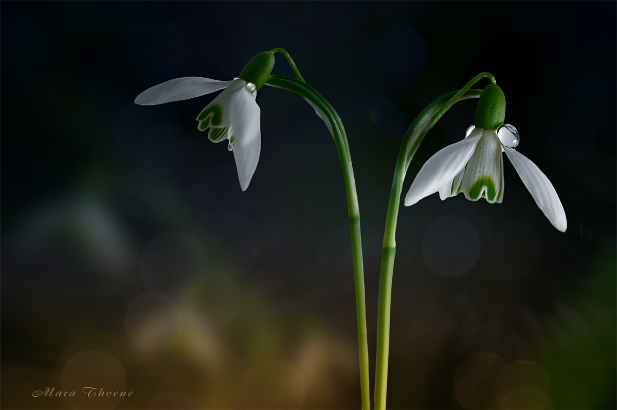 Nikon AF-S Micro-Nikkor 105mm F2.8G IF-ED VR sample photo. Snowdrops photography