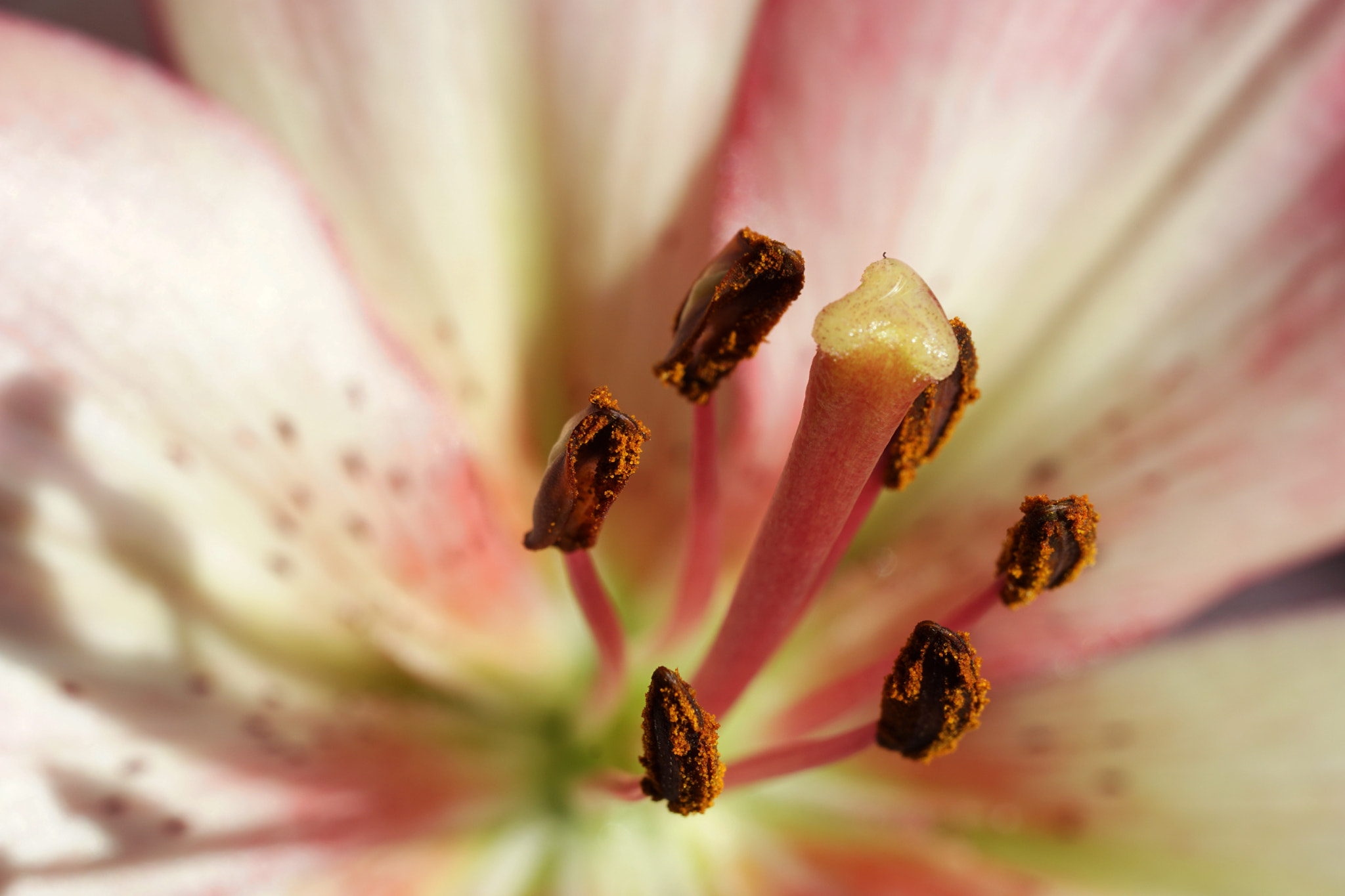 Sony a6000 + Sony FE 90mm F2.8 Macro G OSS sample photo. Lily photography