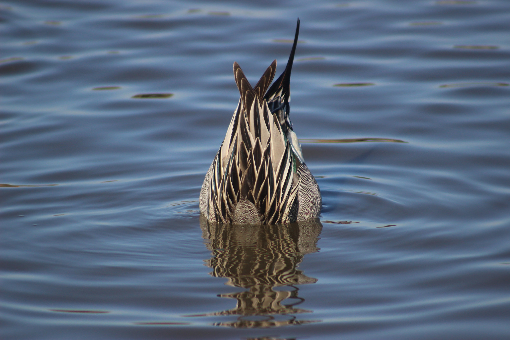 Canon EF 75-300mm f/4-5.6 USM sample photo. 逆立ち photography
