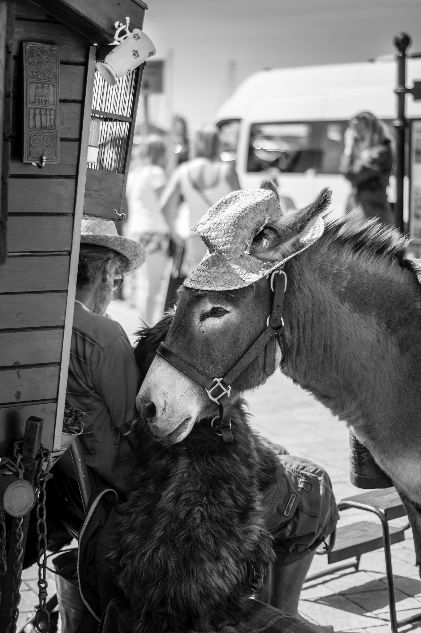 Sony SLT-A55 (SLT-A55V) sample photo. Dingle donkey photography