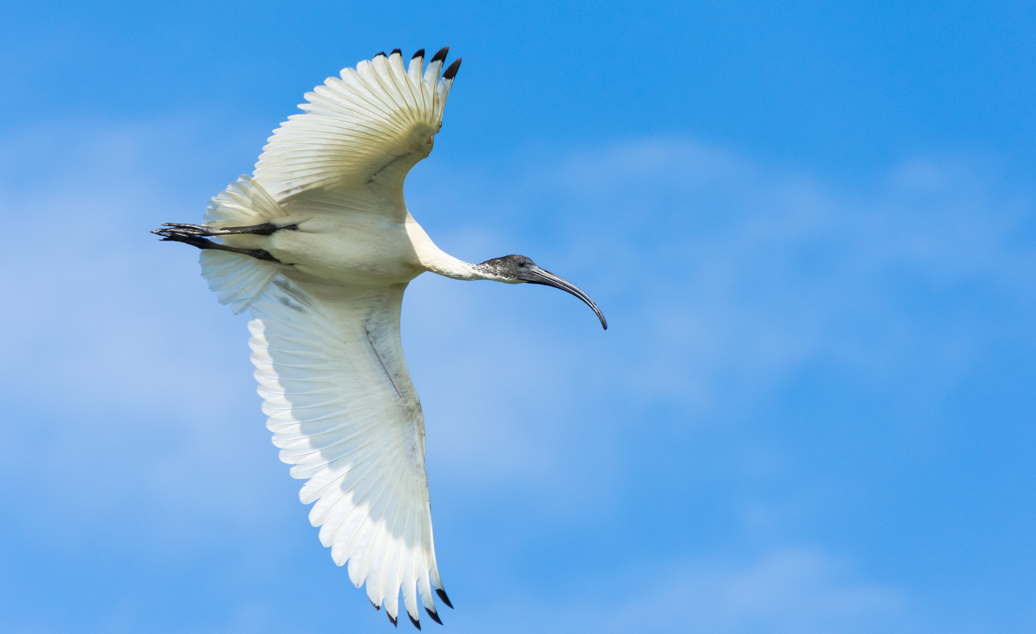 Nikon D7200 sample photo. Australian ibis ( threskiornis moluccus ) photography