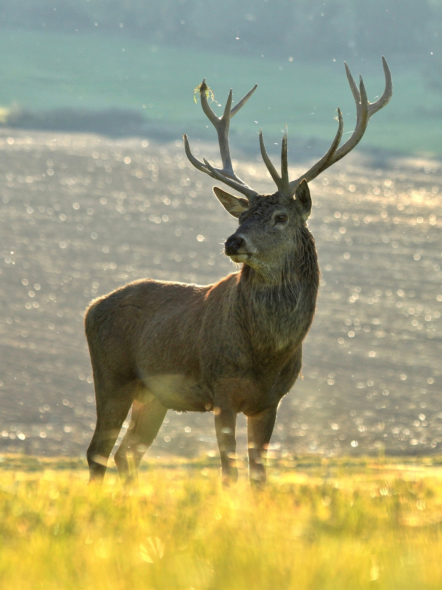Canon EF 70-300mm F4-5.6 IS USM sample photo. Dreaming photography