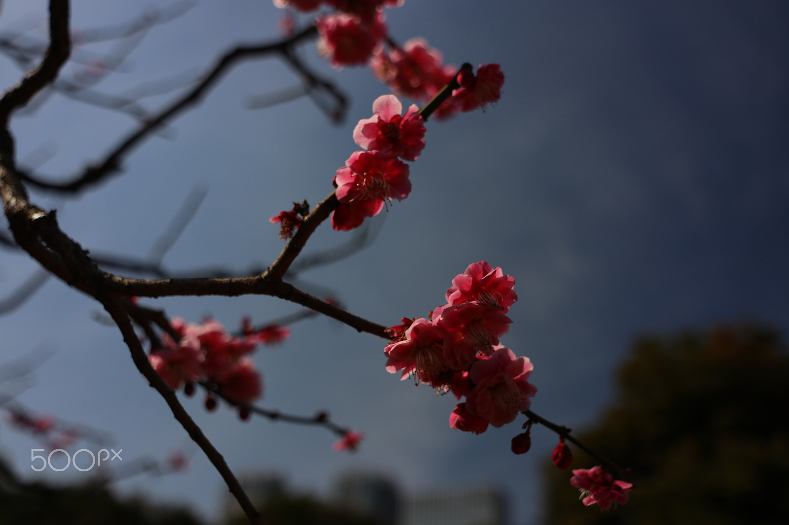 Canon EOS 80D + Canon EF 16-35mm F2.8L II USM sample photo. Plum blossoms in japanese traditional garden photography