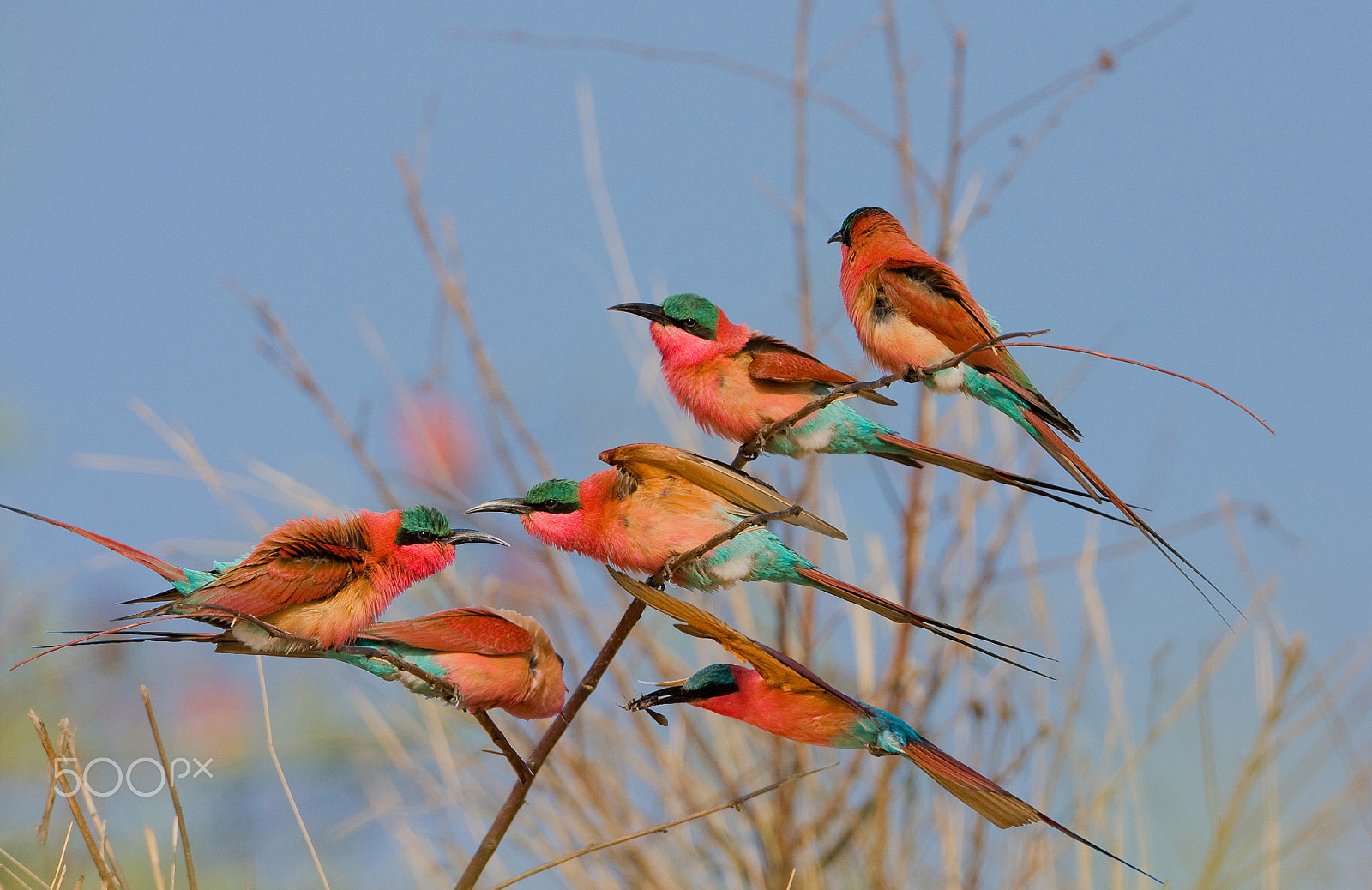 Canon EF 500mm F4L IS USM sample photo. Carmines on perch photography