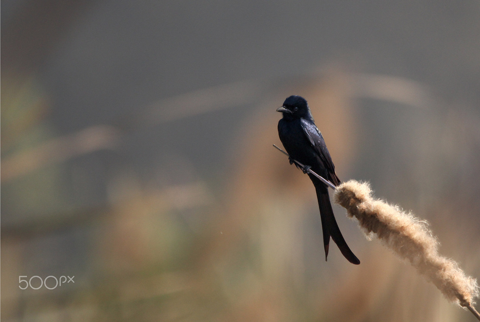 Sigma 150-600mm F5-6.3 DG OS HSM | C sample photo. Black drongo photography