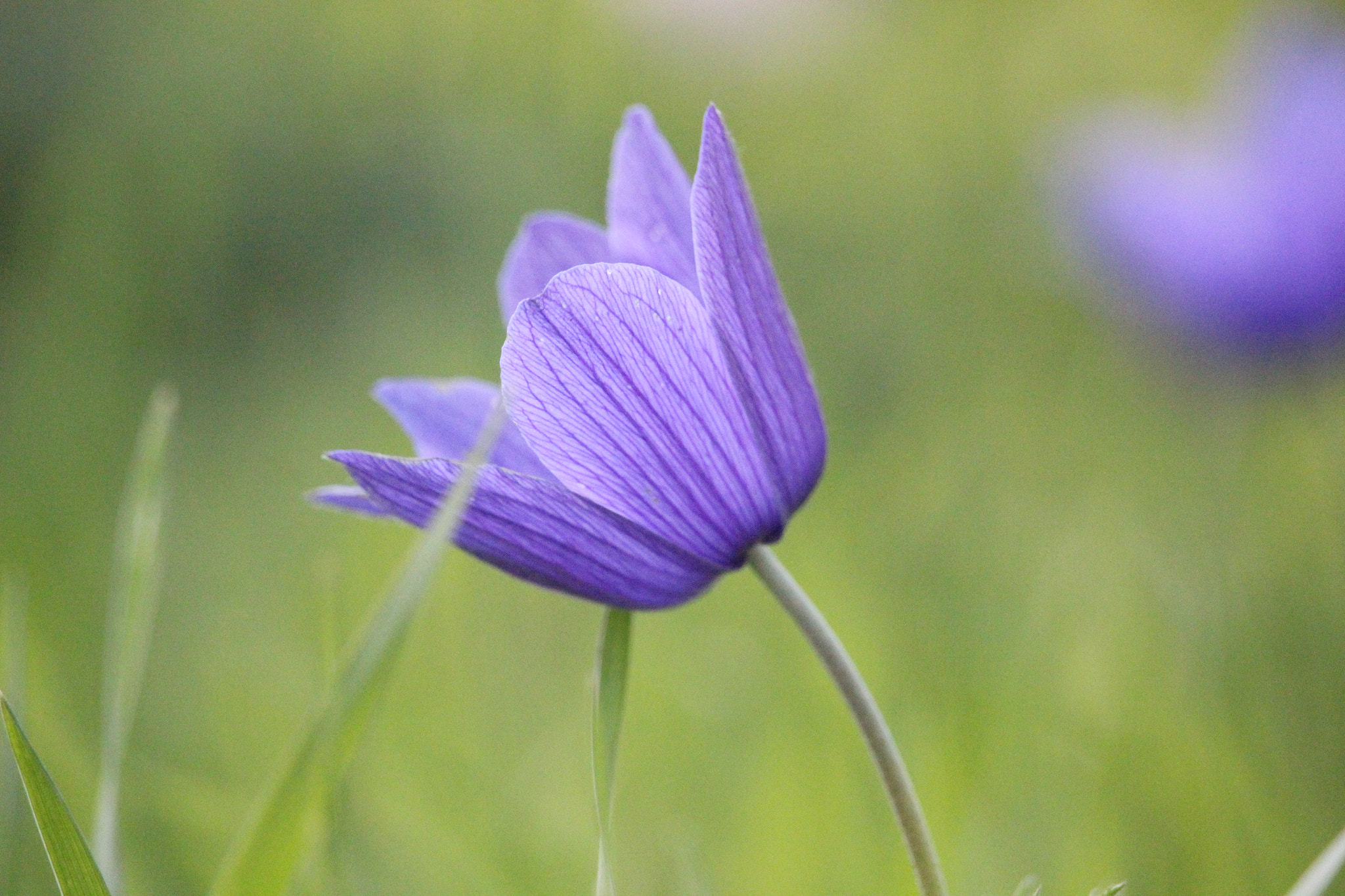 Canon EF-S 55-250mm F4-5.6 IS STM sample photo. An old fairy tale photography
