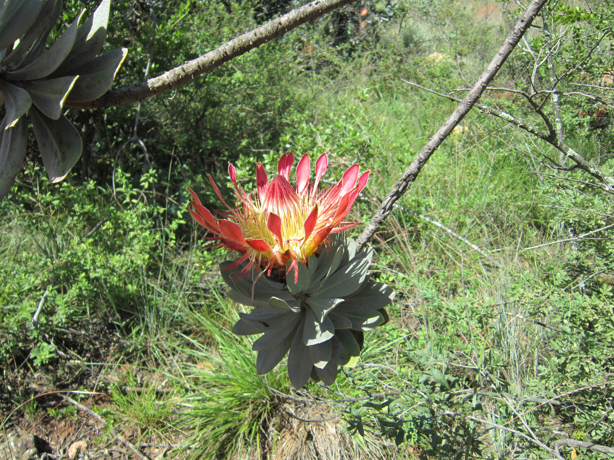 Canon POWERSHOT A3350 IS sample photo. Protea suspension photography
