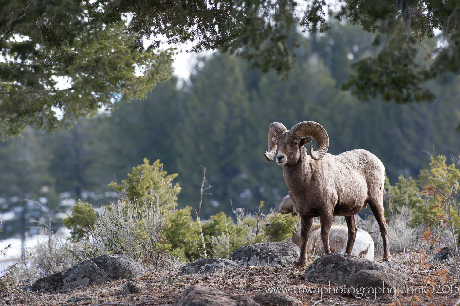 Nikon D3S + Nikon AF-S Nikkor 300mm F2.8G ED-IF VR sample photo. Can i get just one? photography