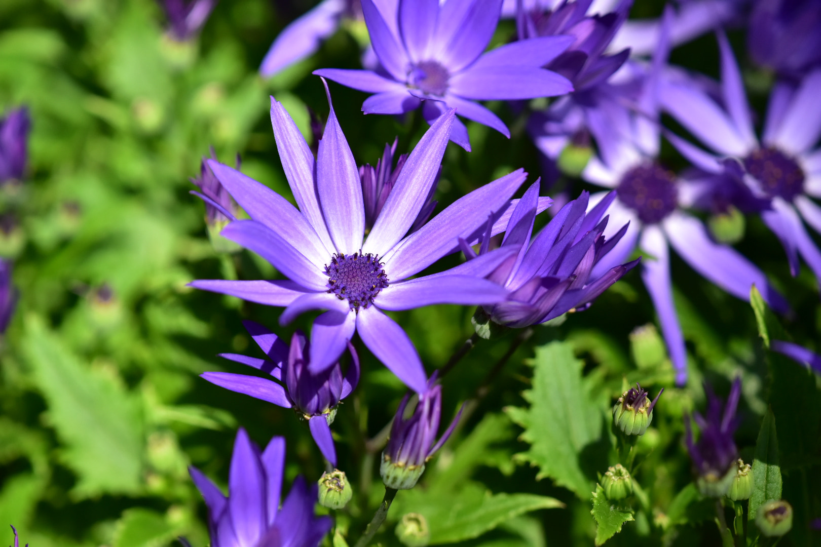 Nikon AF-S DX Micro-Nikkor 85mm F3.5G ED VR sample photo