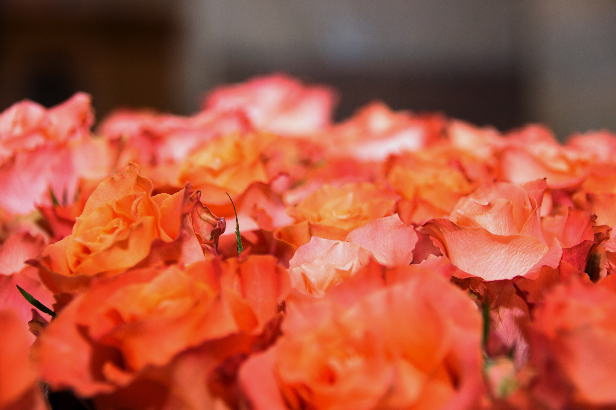 Canon EOS 650D (EOS Rebel T4i / EOS Kiss X6i) sample photo. Roses photography