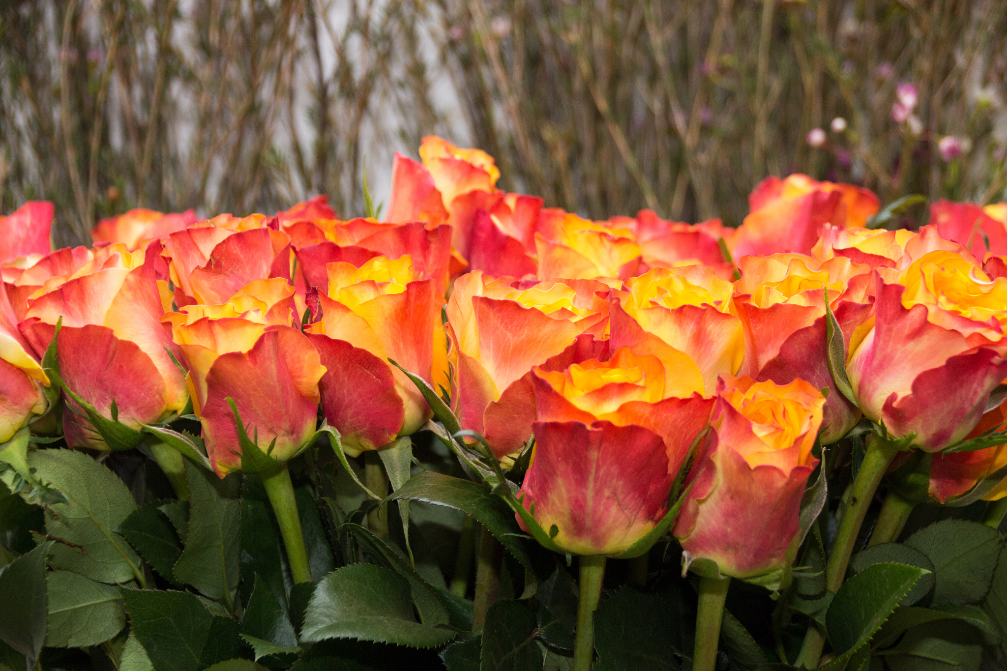 Sigma 18-250mm F3.5-6.3 DC OS HSM sample photo. Roses photography