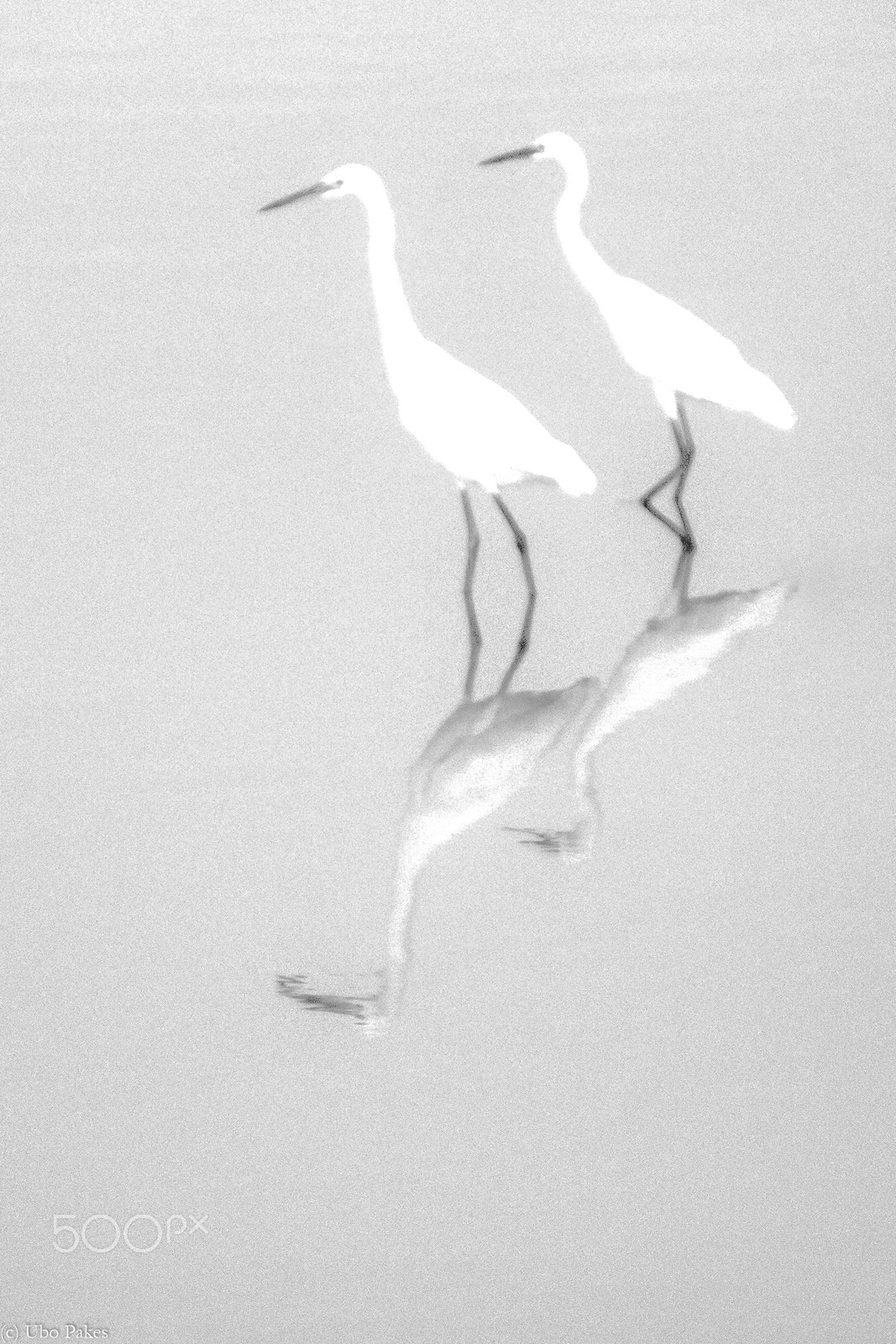 Sony a6300 + Sony E 55-210mm F4.5-6.3 OSS sample photo. Two herons photography