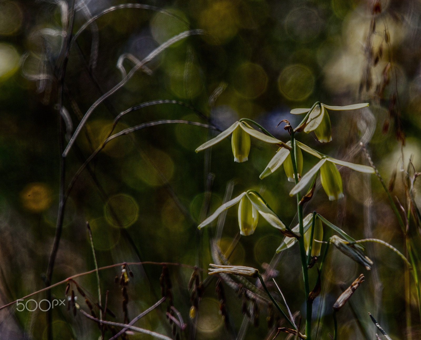 Canon EF 400mm F2.8L IS USM sample photo. Umbrellas and bokeh photography