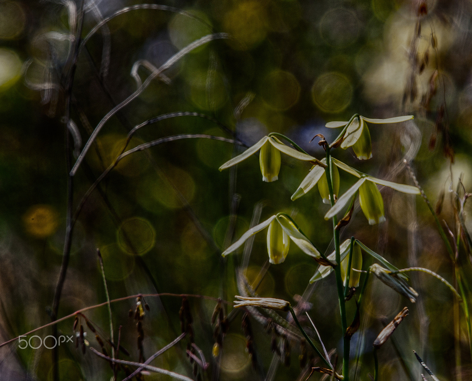 Canon EOS-1D Mark III sample photo. Umbrellas and bokeh photography