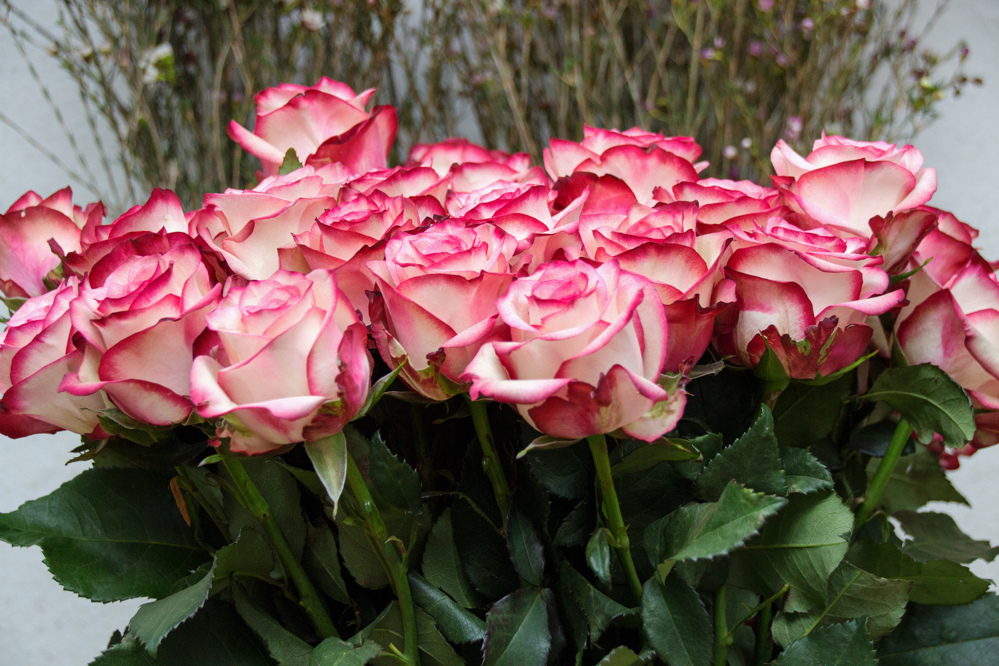 Sigma 18-250mm F3.5-6.3 DC OS HSM sample photo. Roses photography