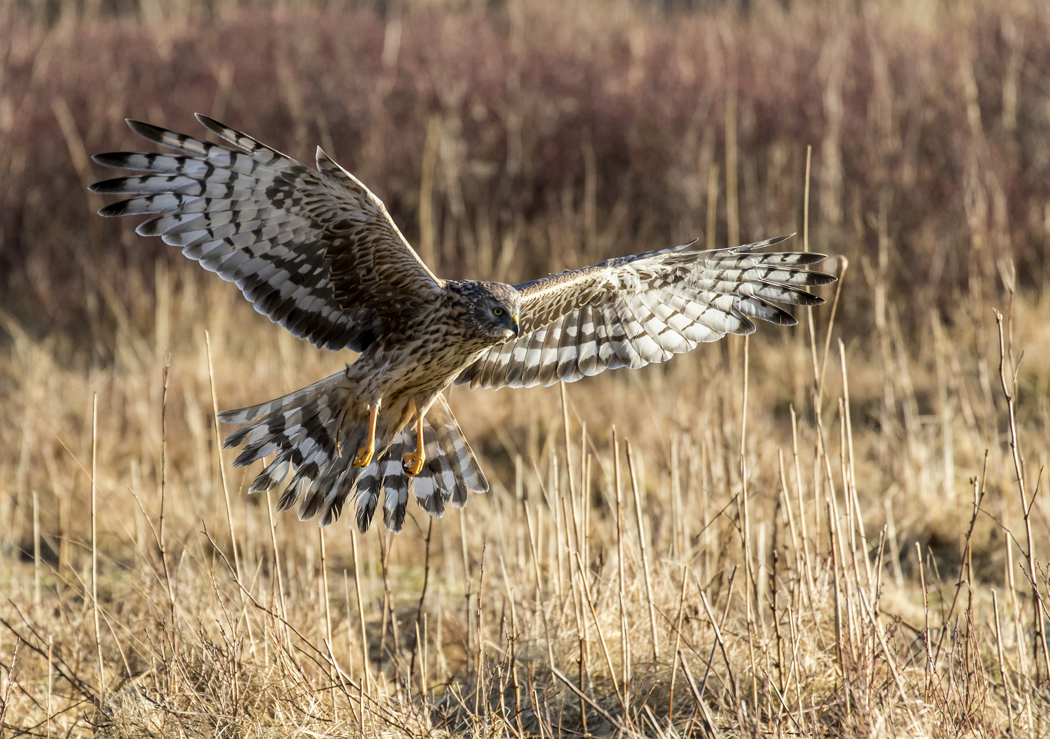Canon EF 70-300mm F4-5.6L IS USM sample photo. Hen harrier photography