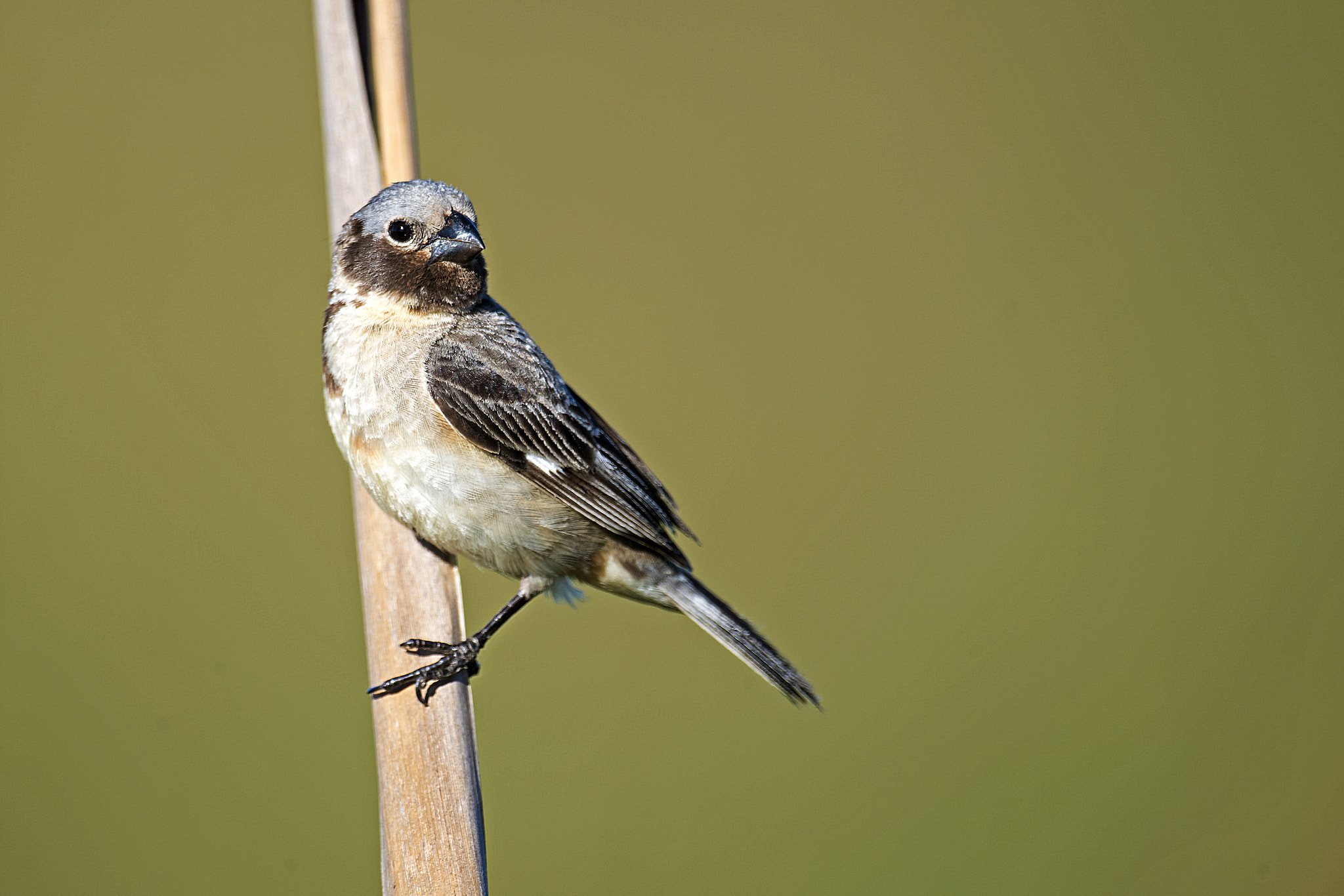 Nikon D5 + Nikon AF-S Nikkor 800mm F5.6E FL ED VR sample photo. Ibera seedeater photography