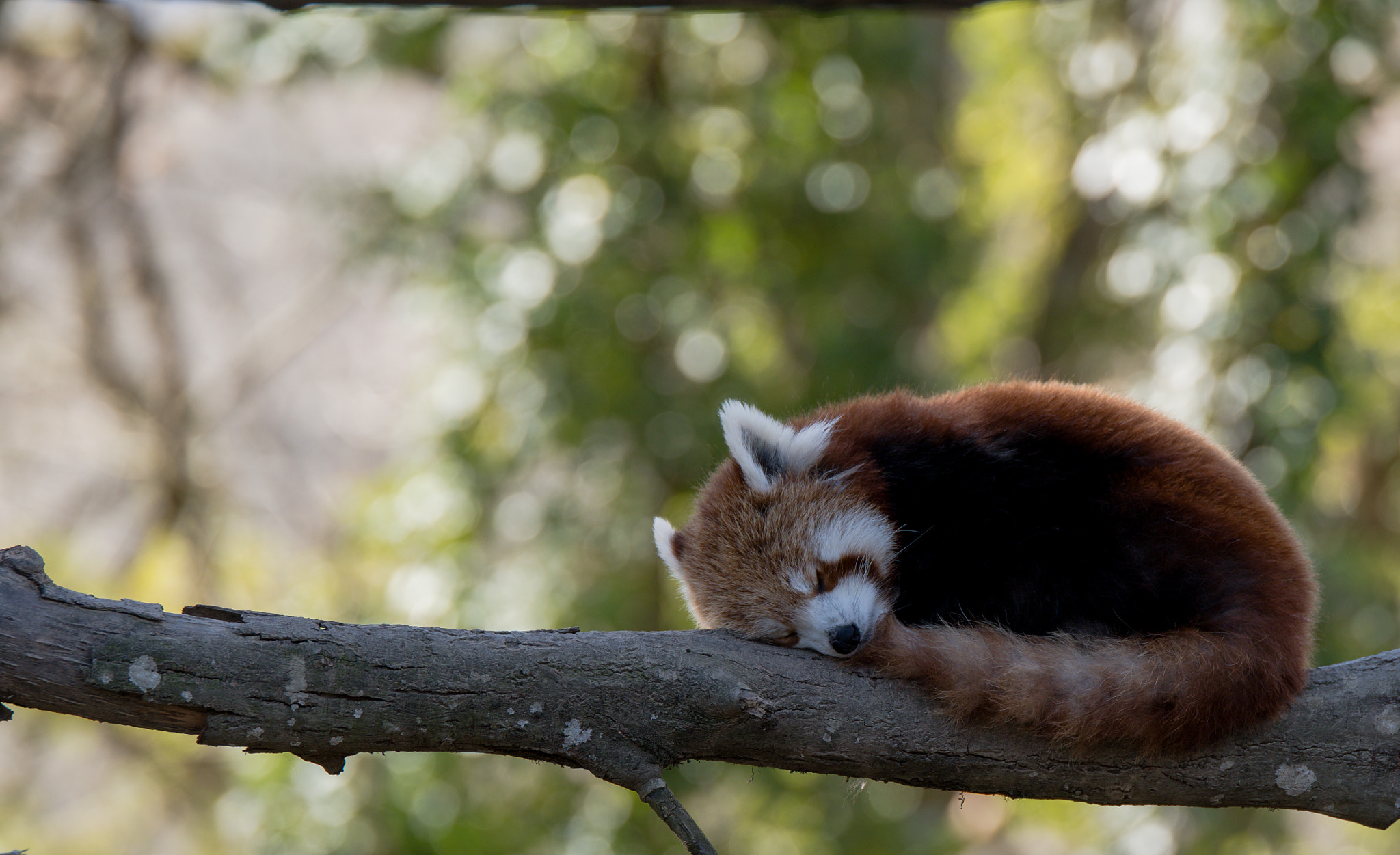 Tamron SP 70-200mm F2.8 Di VC USD sample photo. Panda roux photography