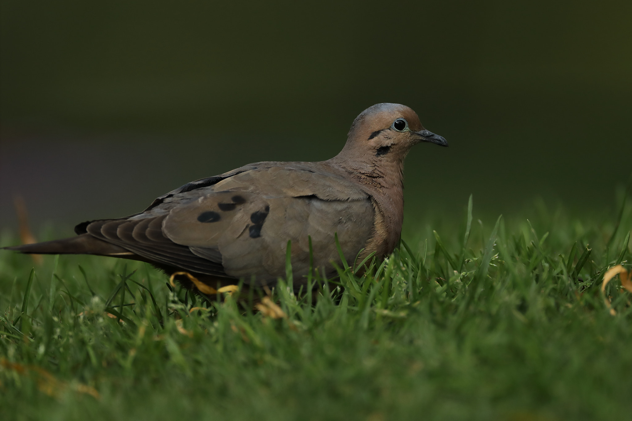 Canon EF 500mm F4L IS USM sample photo. Eared dove - zenaida auriculata photography
