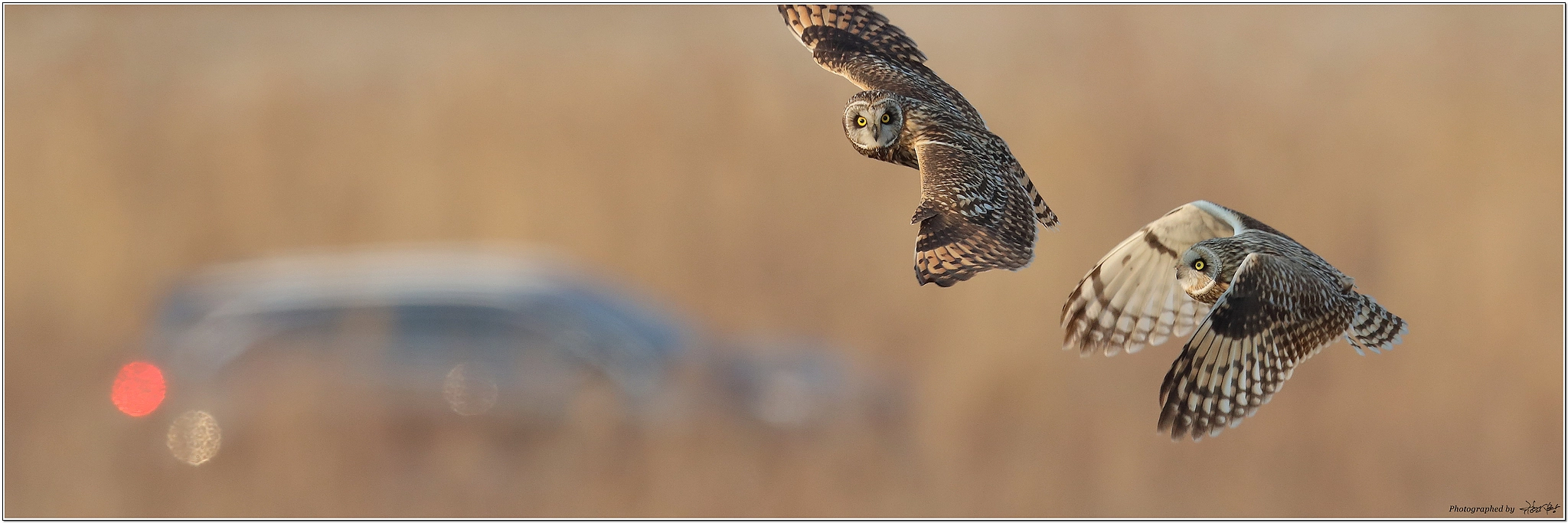 Canon EF 600mm F4L IS II USM sample photo. Short-eared owl photography