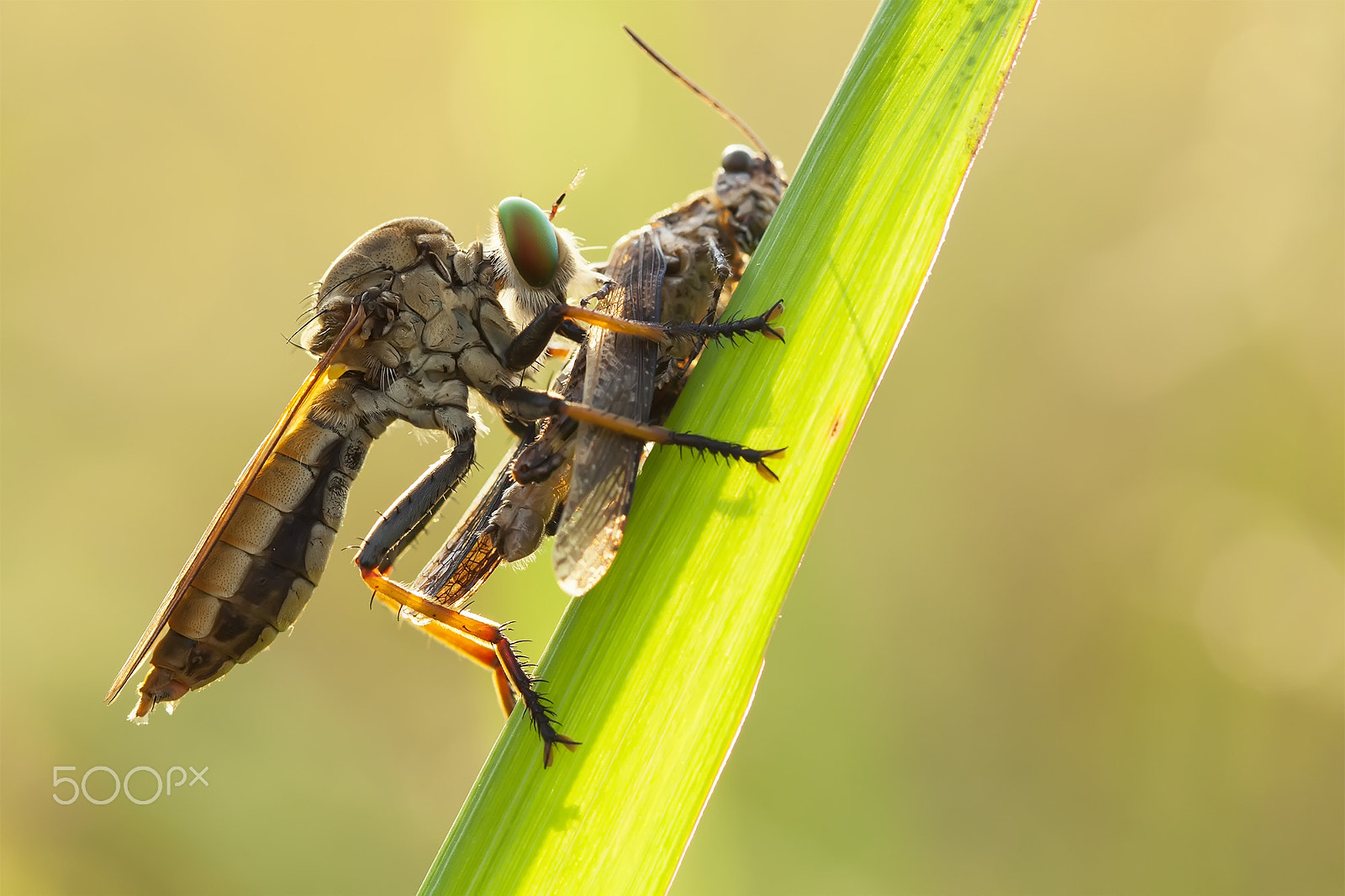 Canon EF 100mm F2.8L Macro IS USM sample photo. Di pelukan mu photography