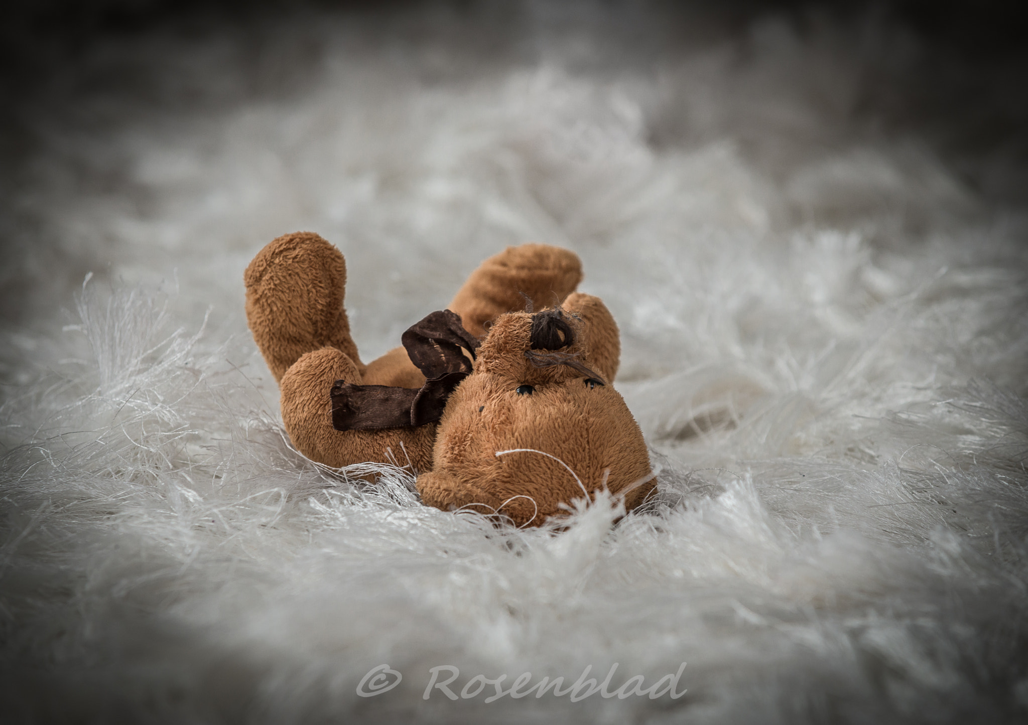 AF-S Zoom-Nikkor 80-200mm f/2.8D IF-ED sample photo. Teddy photography