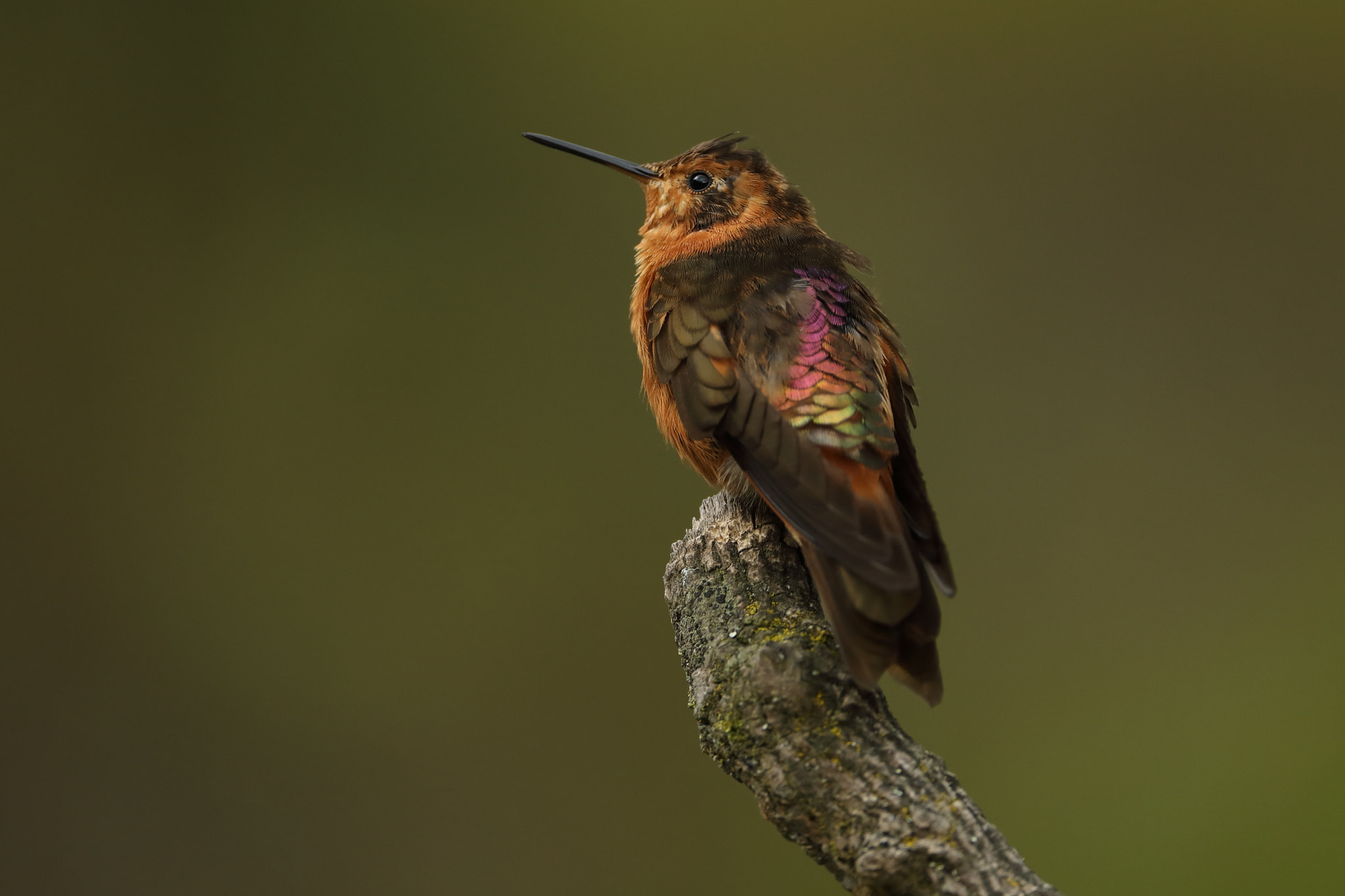 Canon EF 500mm F4L IS USM sample photo. Shining sunbeam - aglaeactis cupripennis photography