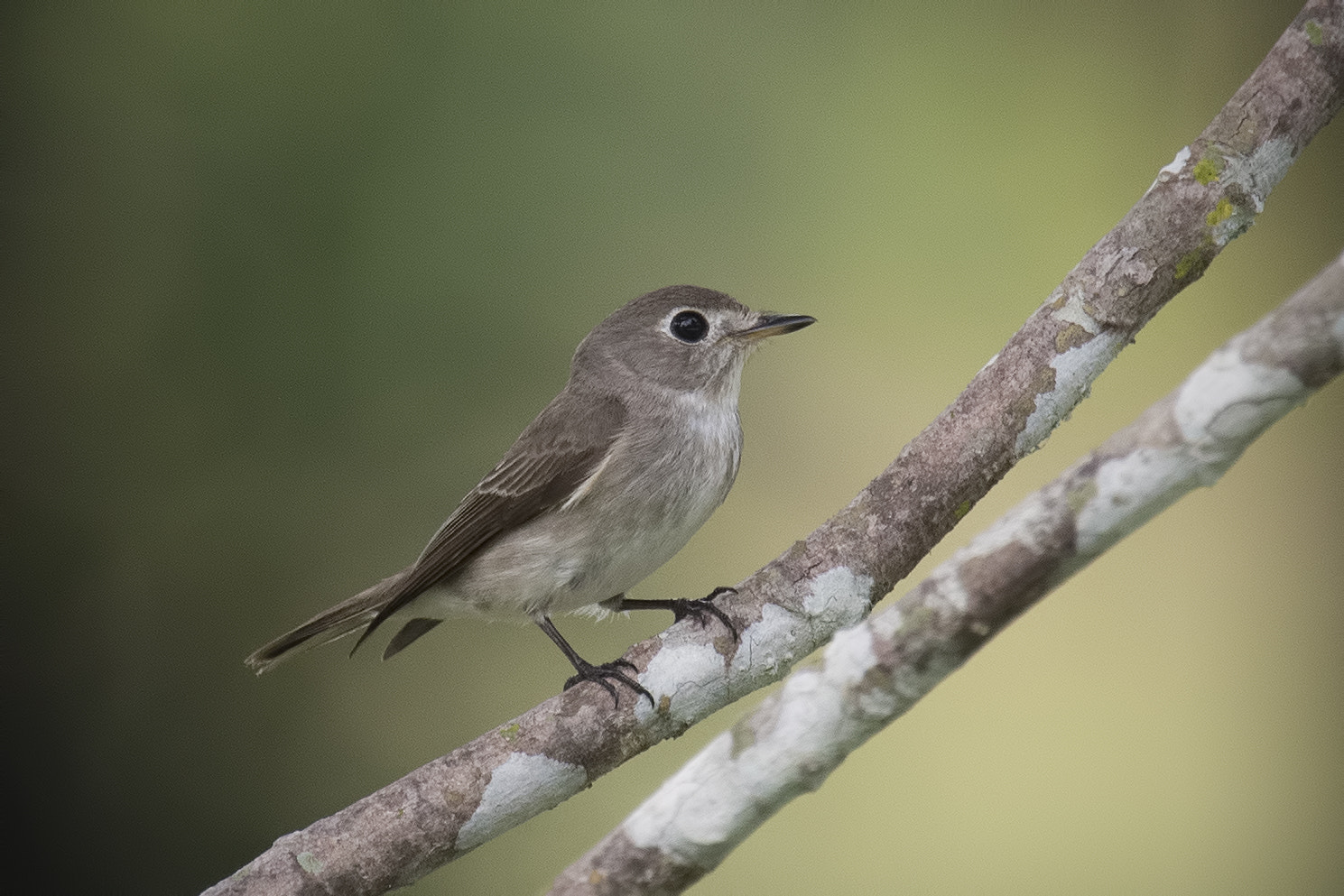 Nikon Nikkor AF-S 300mm F4E PF ED VR sample photo. Asian brown flycatcher photography