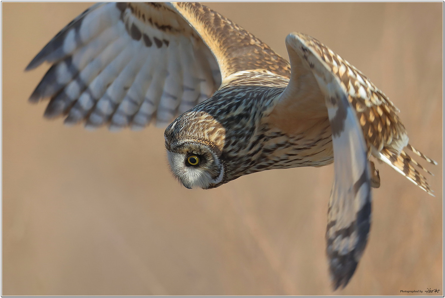 Canon EOS-1D X Mark II sample photo. Short-eared owl photography