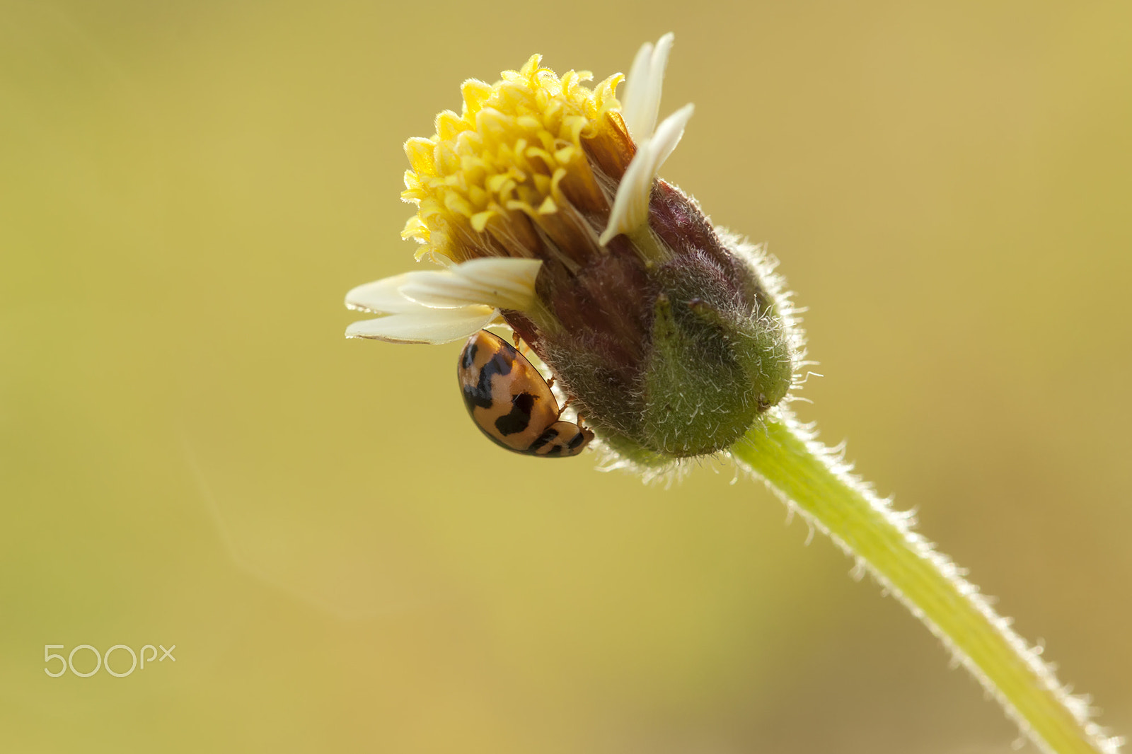 Canon EF 100mm F2.8L Macro IS USM sample photo. My flower photography