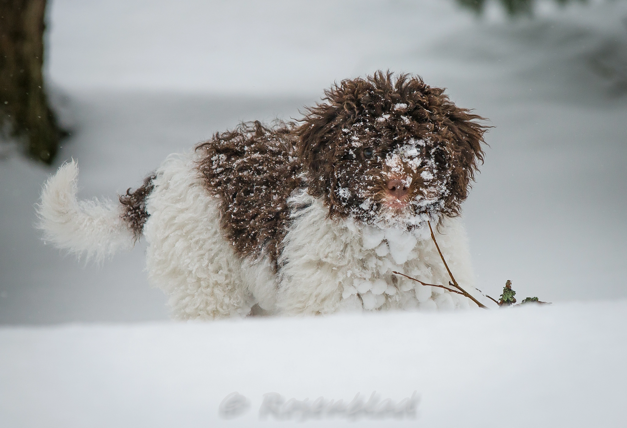 AF-S Zoom-Nikkor 80-200mm f/2.8D IF-ED sample photo. Snow fun photography