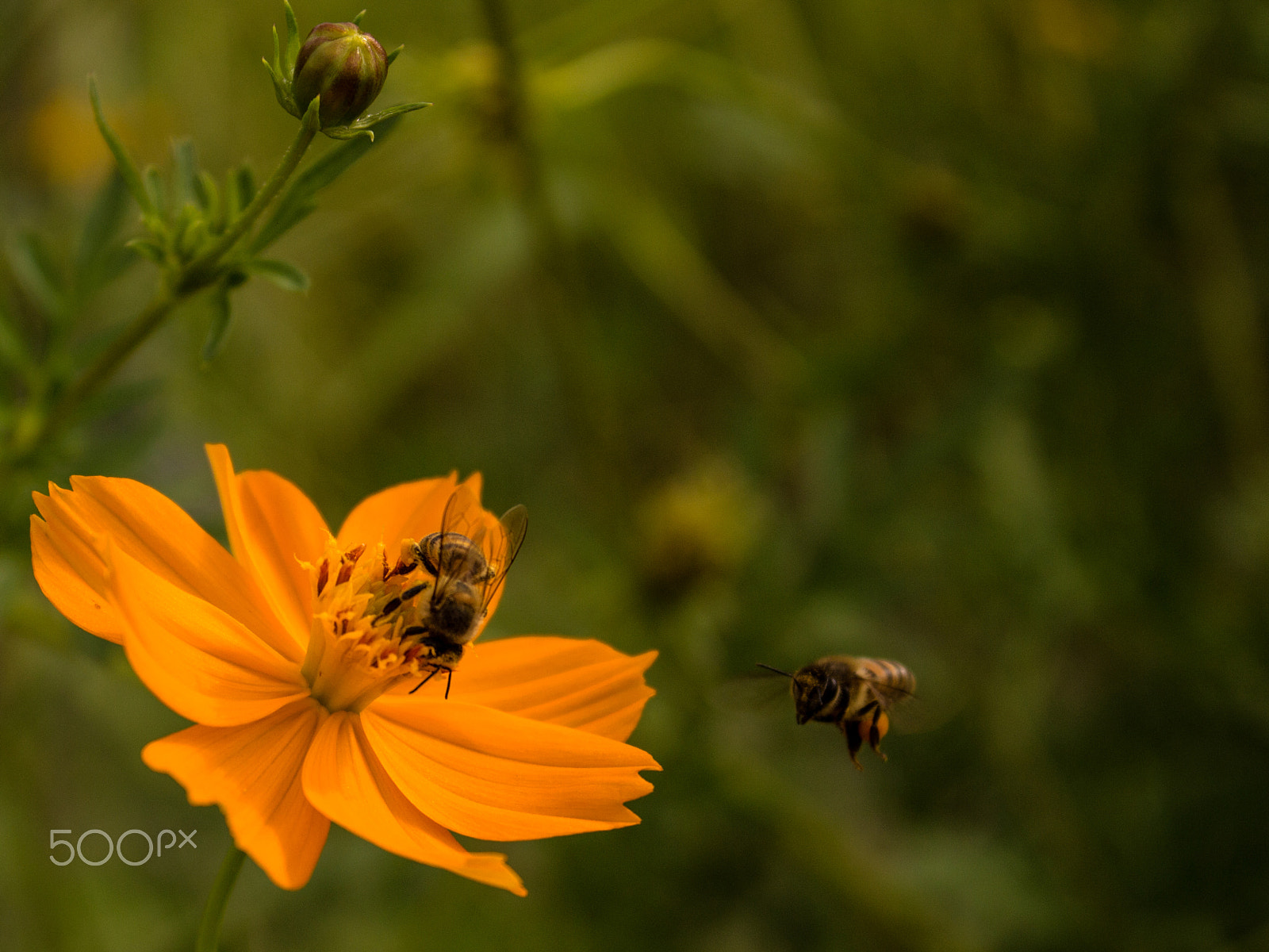 Canon EOS 100D (EOS Rebel SL1 / EOS Kiss X7) sample photo. Abelhas - beautiful bees photography