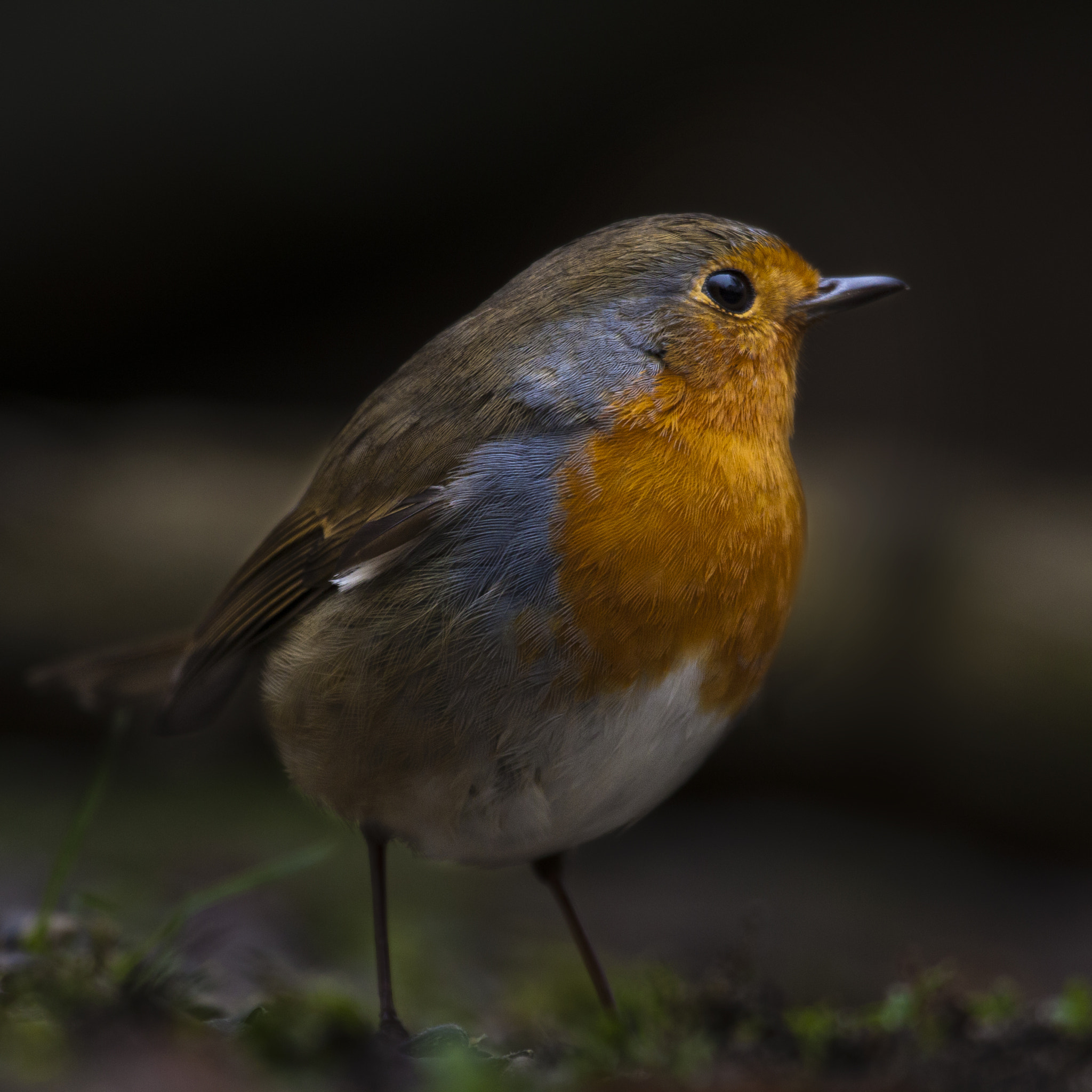 Canon EF 100-400mm F4.5-5.6L IS USM sample photo. Roodborst erithacus rubecula photography