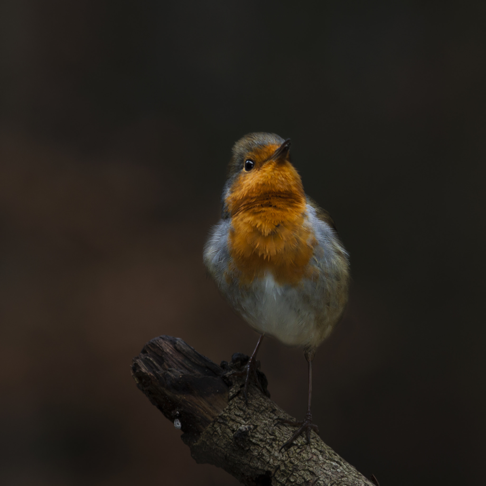Canon EOS 50D + Canon EF 100-400mm F4.5-5.6L IS USM sample photo. Roodborst erithacus rubecula photography