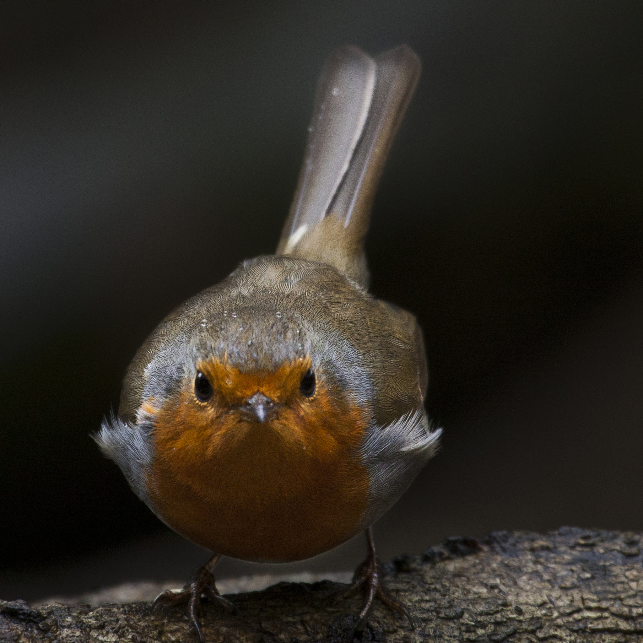 Canon EF 100-400mm F4.5-5.6L IS USM sample photo. Roodborst erithacus rubecula photography