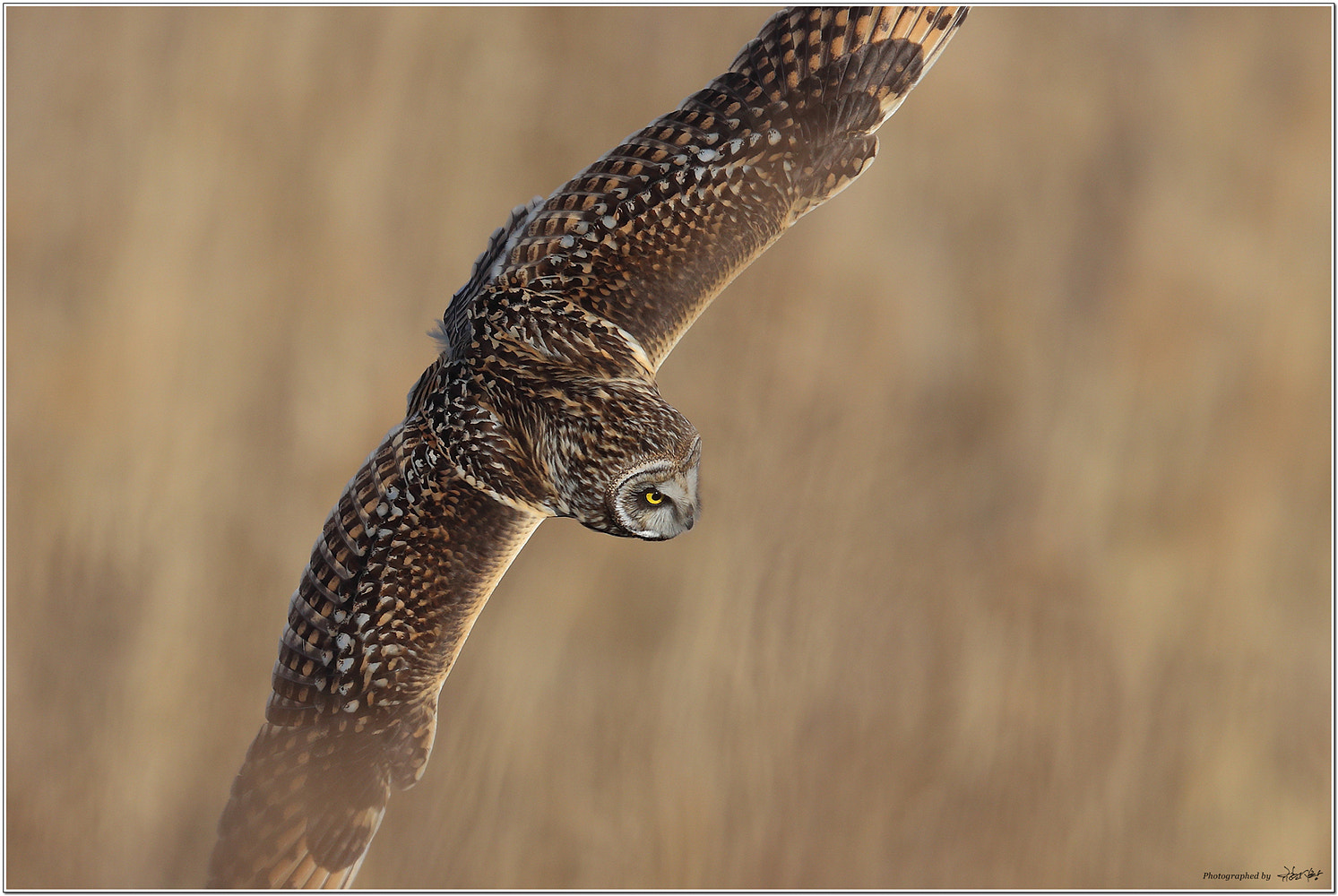 Canon EF 600mm F4L IS II USM sample photo. Short-eared owl photography