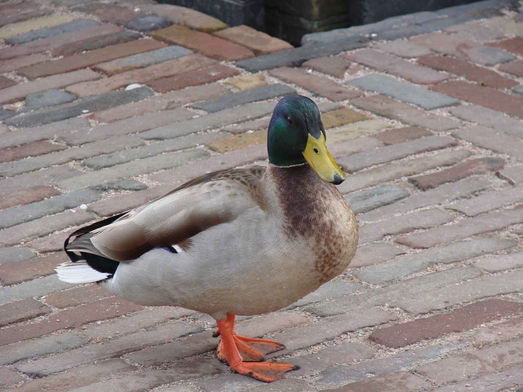 Sony DSC-H5 sample photo. Duffy duck photography