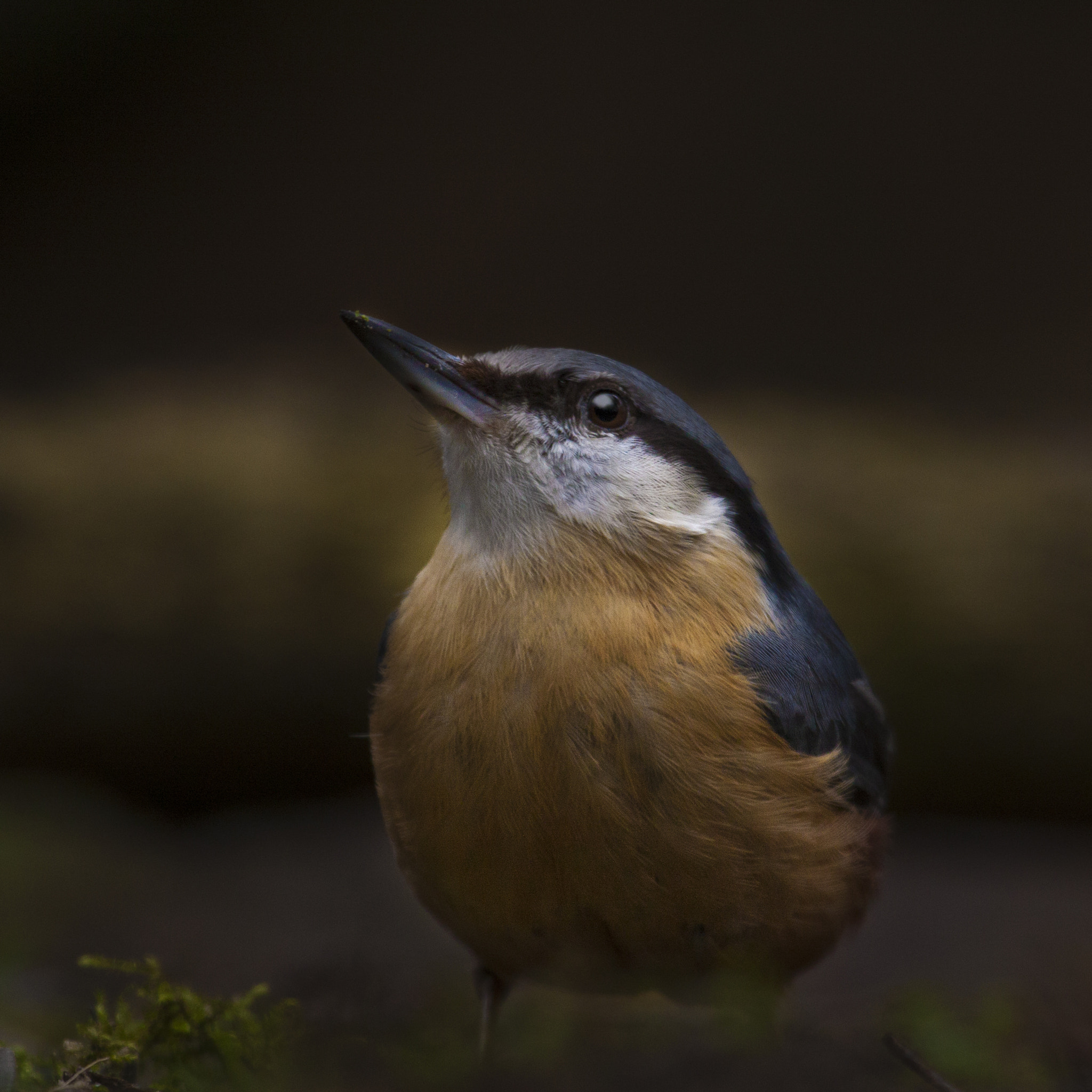 Canon EF 100-400mm F4.5-5.6L IS USM sample photo. Boomklever sitta europaea photography