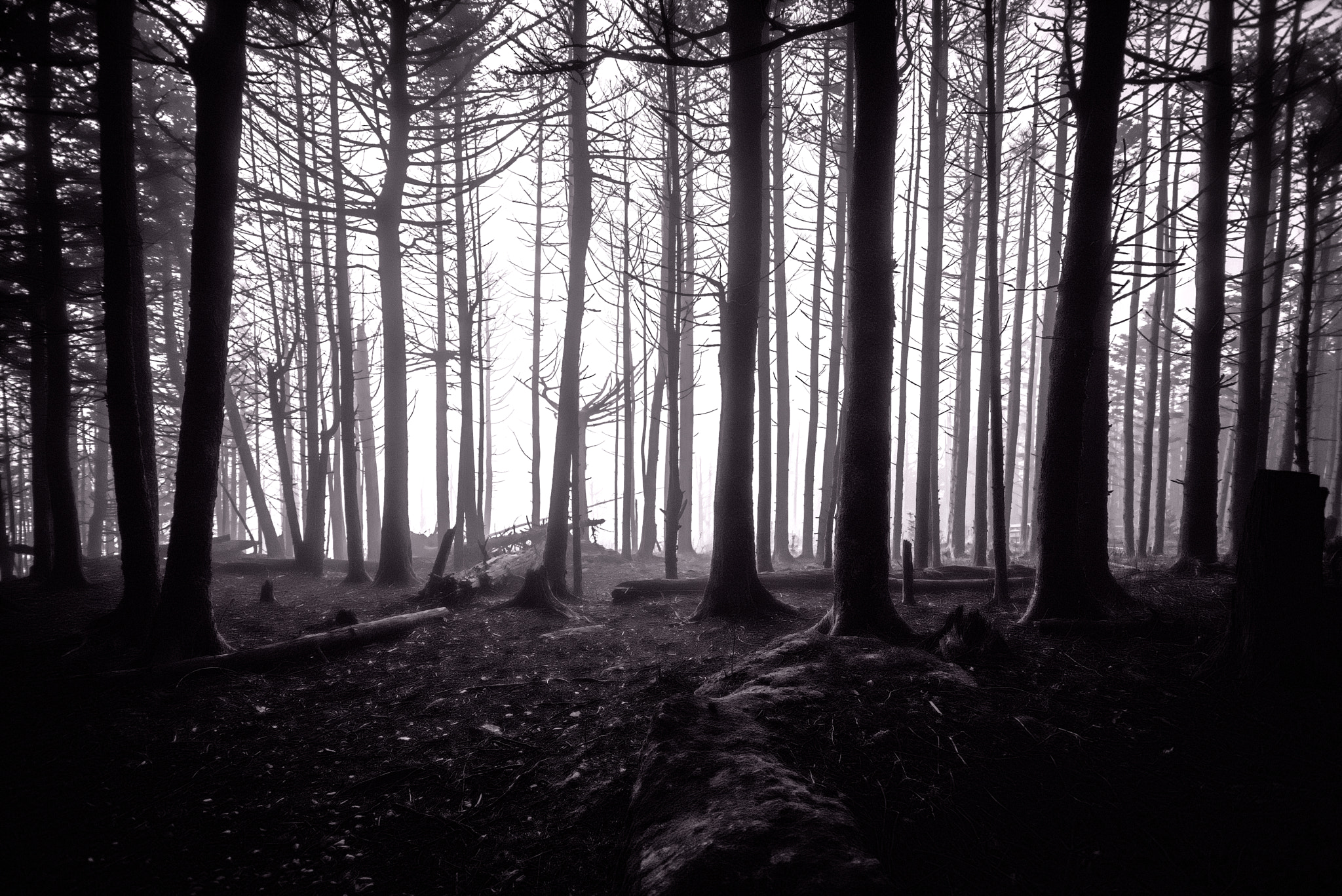 Nikon D810 sample photo. From my journey through mount mitchell state park in north carolina. photography