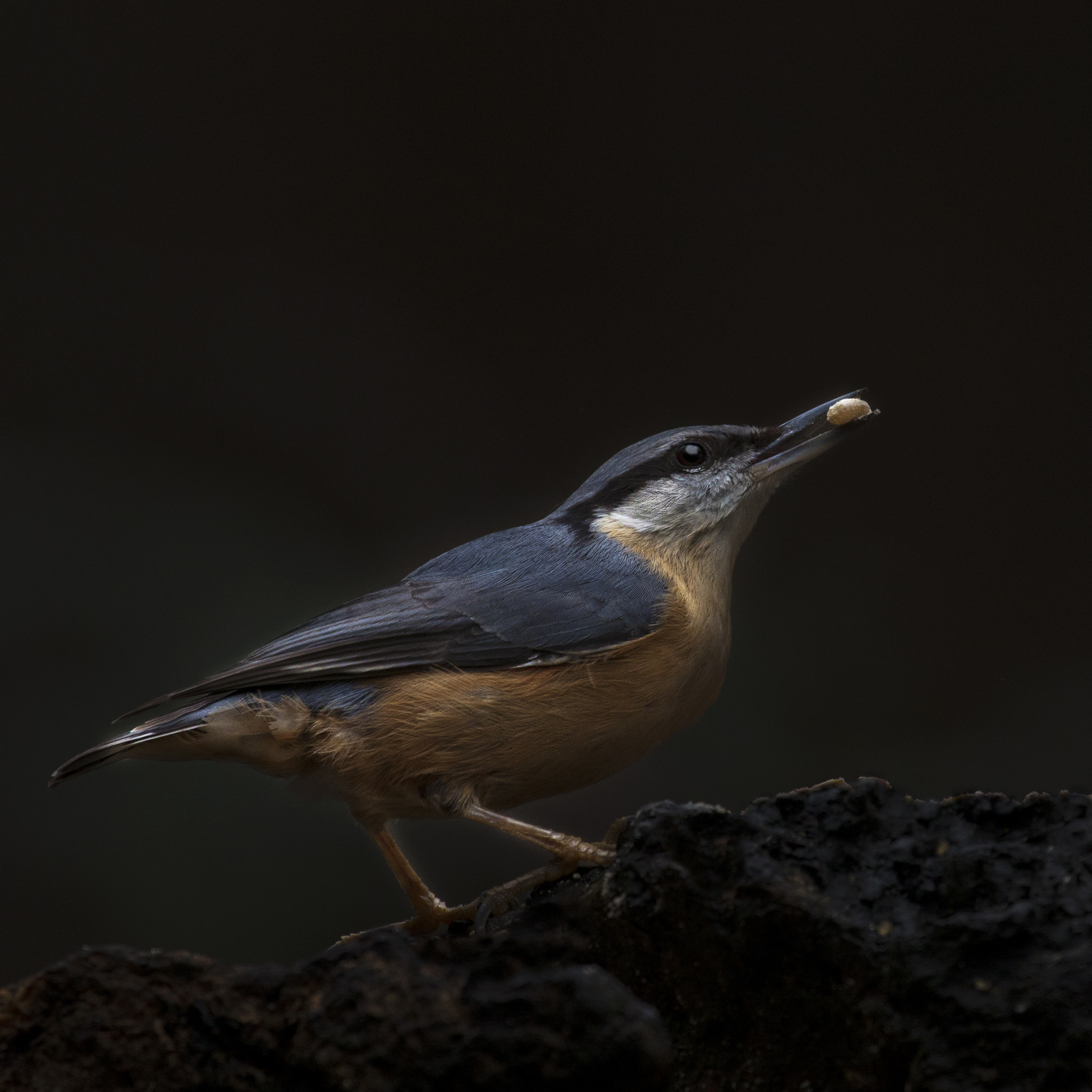 Canon EF 100-400mm F4.5-5.6L IS USM sample photo. Boomklever sitta europaea photography