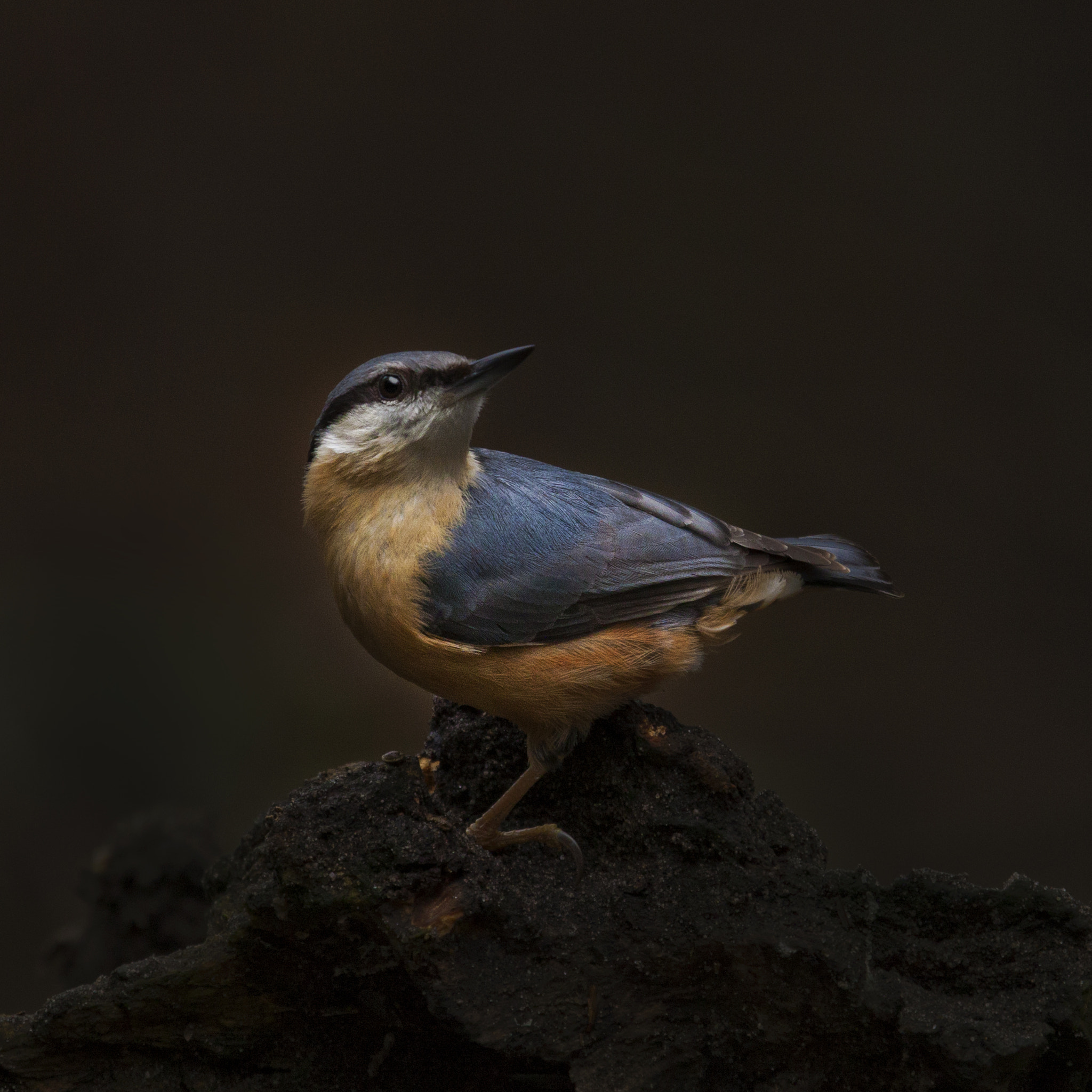 Canon EF 100-400mm F4.5-5.6L IS USM sample photo. Boomklever sitta europaea photography