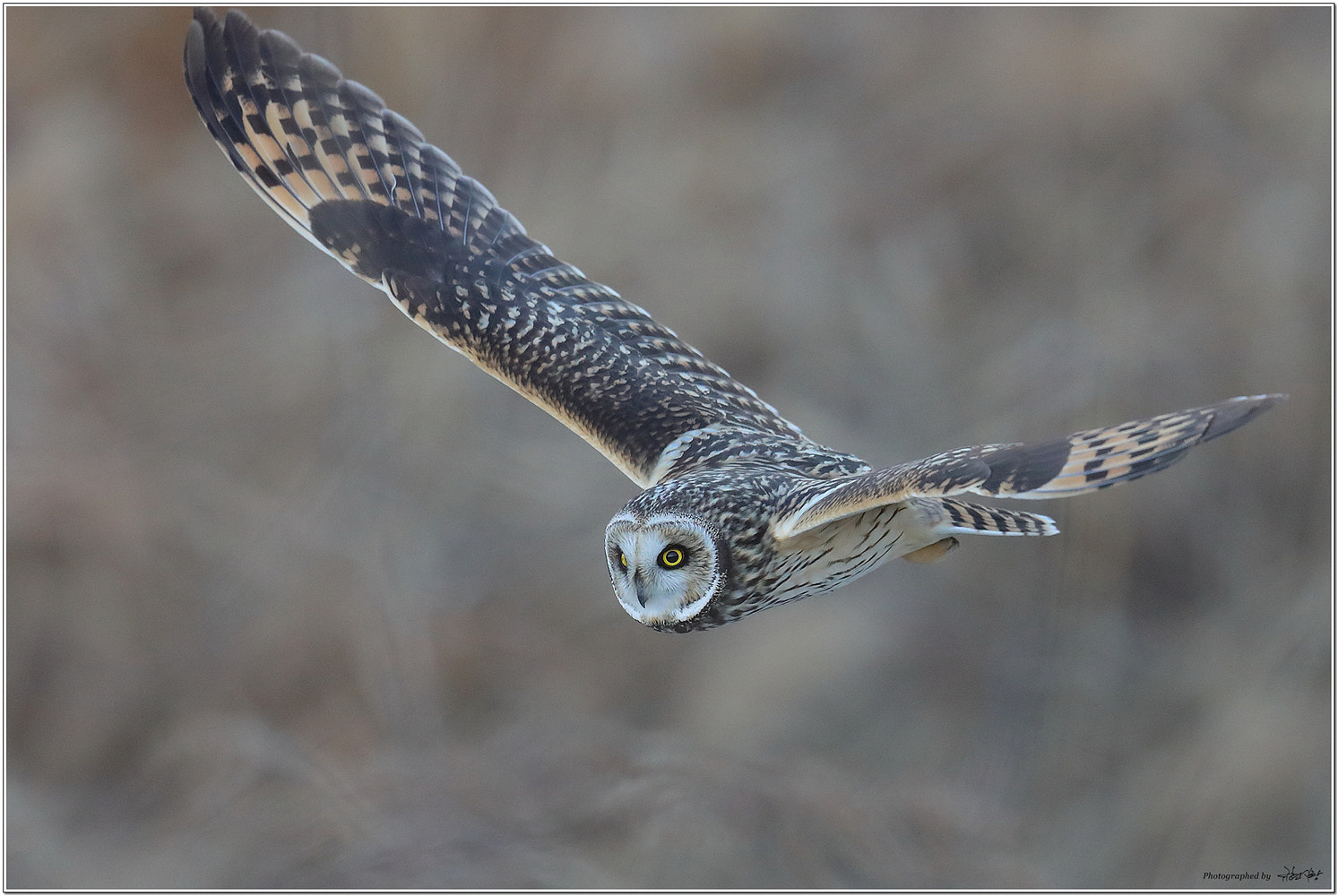 Canon EOS-1D X Mark II sample photo. Short-eared owl photography