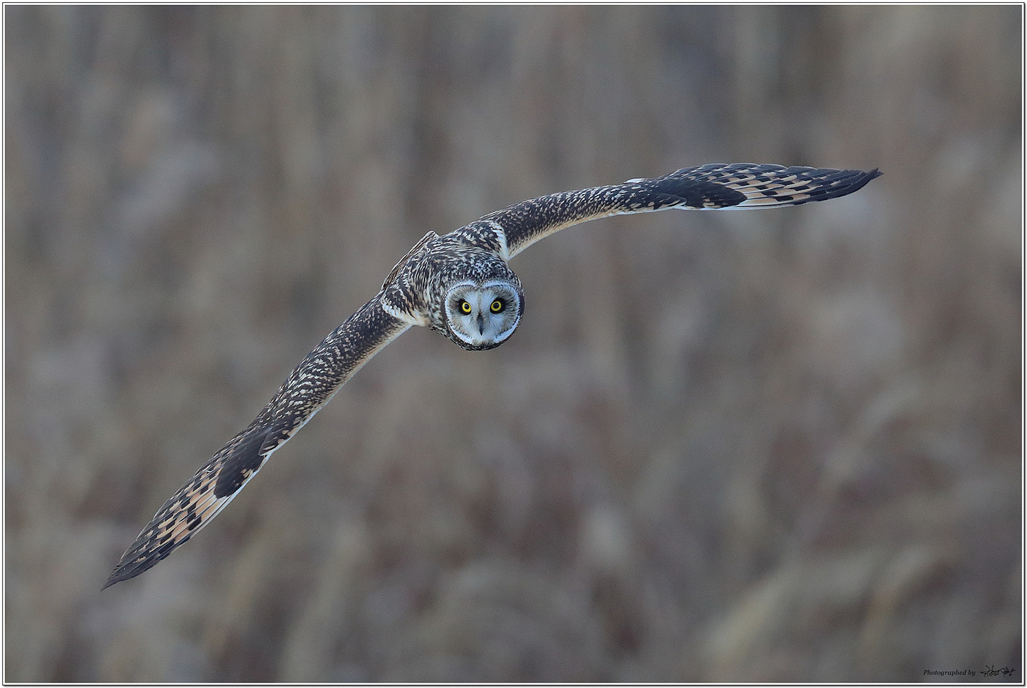 Canon EOS-1D X Mark II sample photo. Short-eared owl photography